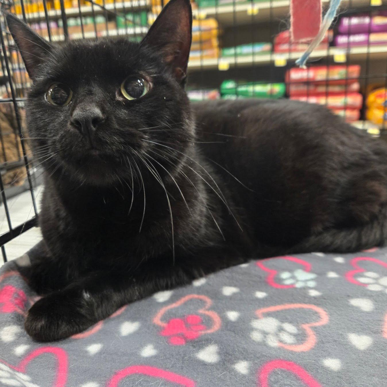 Sampson, a Adoptable Domestic Short Hair in Norwood, OH image 2/2