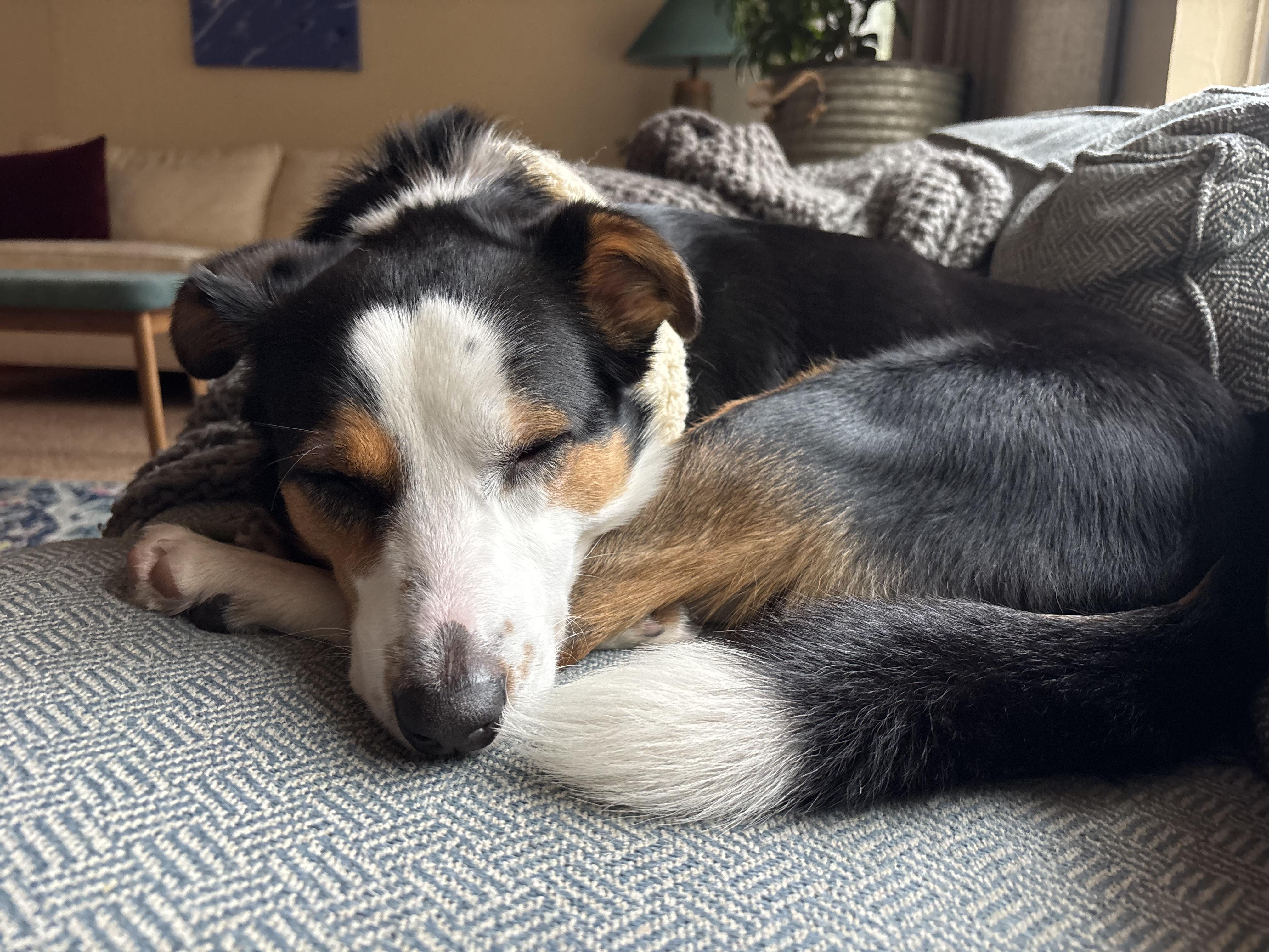 Enlarge Benny, a ADOPTABLE mixed breed in Olympia, WA image 2/5