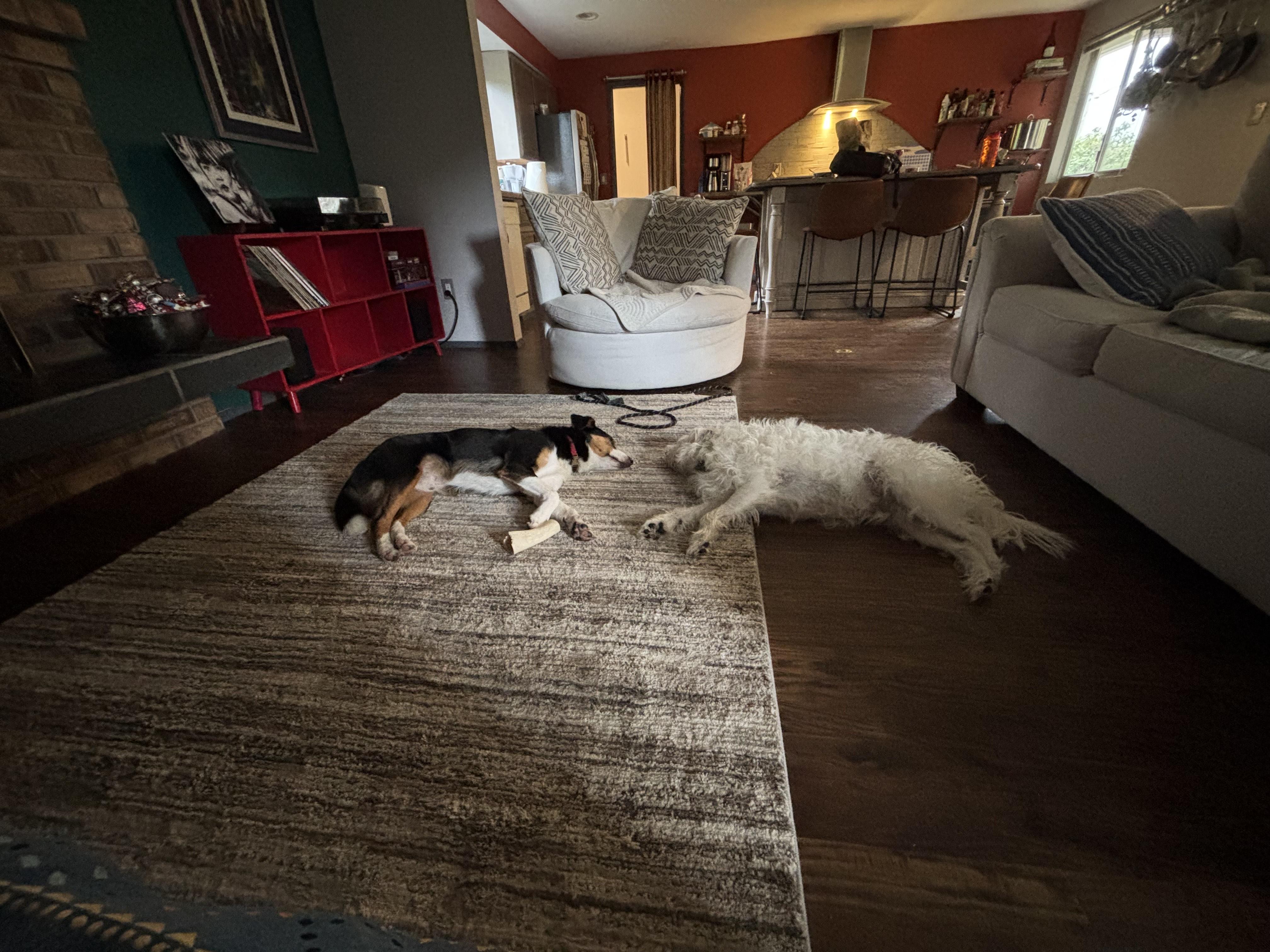 Enlarge Benny, a ADOPTABLE mixed breed in Olympia, WA image 5/5