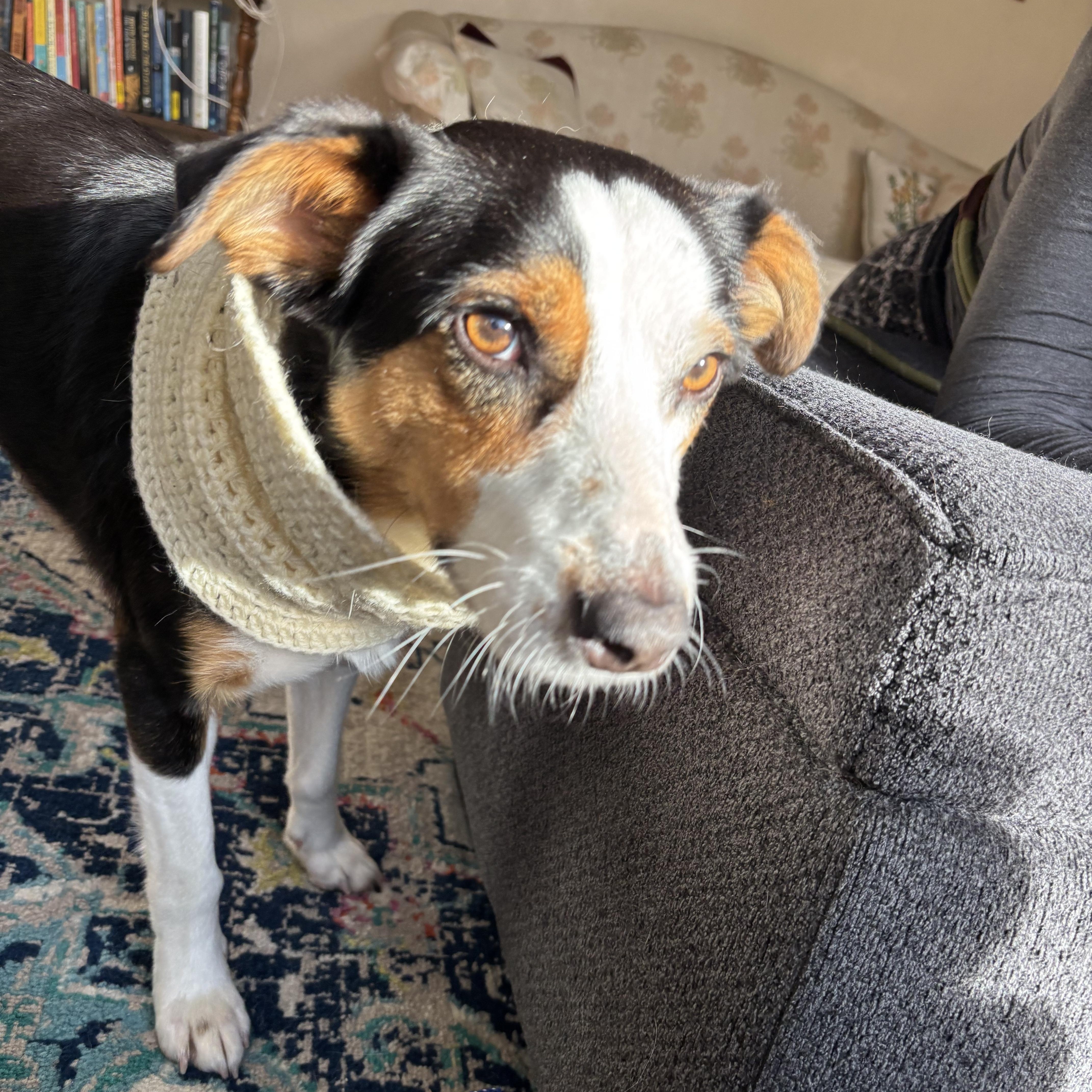 Enlarge Benny, a ADOPTABLE mixed breed in Olympia, WA image 1/5