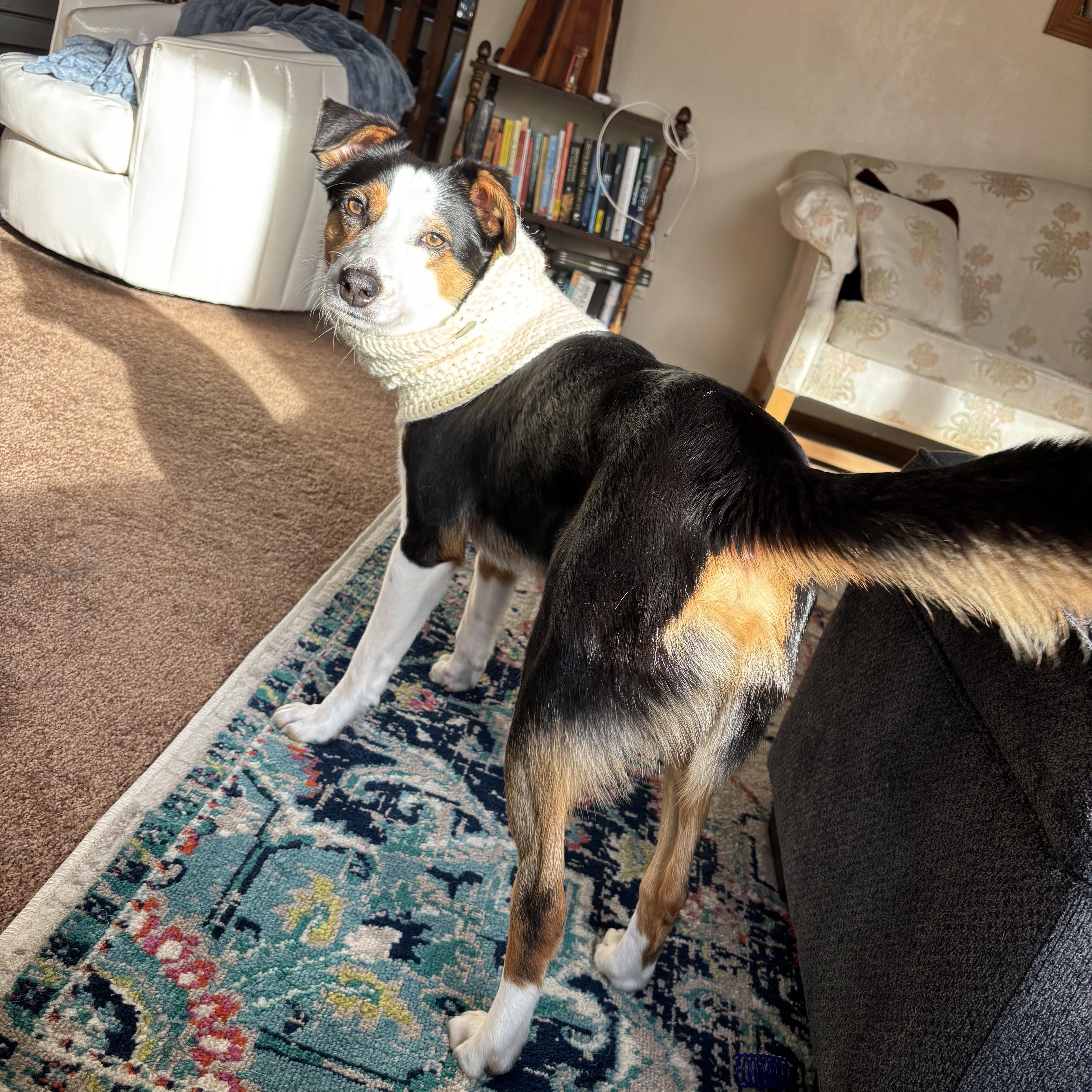 Enlarge Benny, a ADOPTABLE mixed breed in Olympia, WA image 4/5