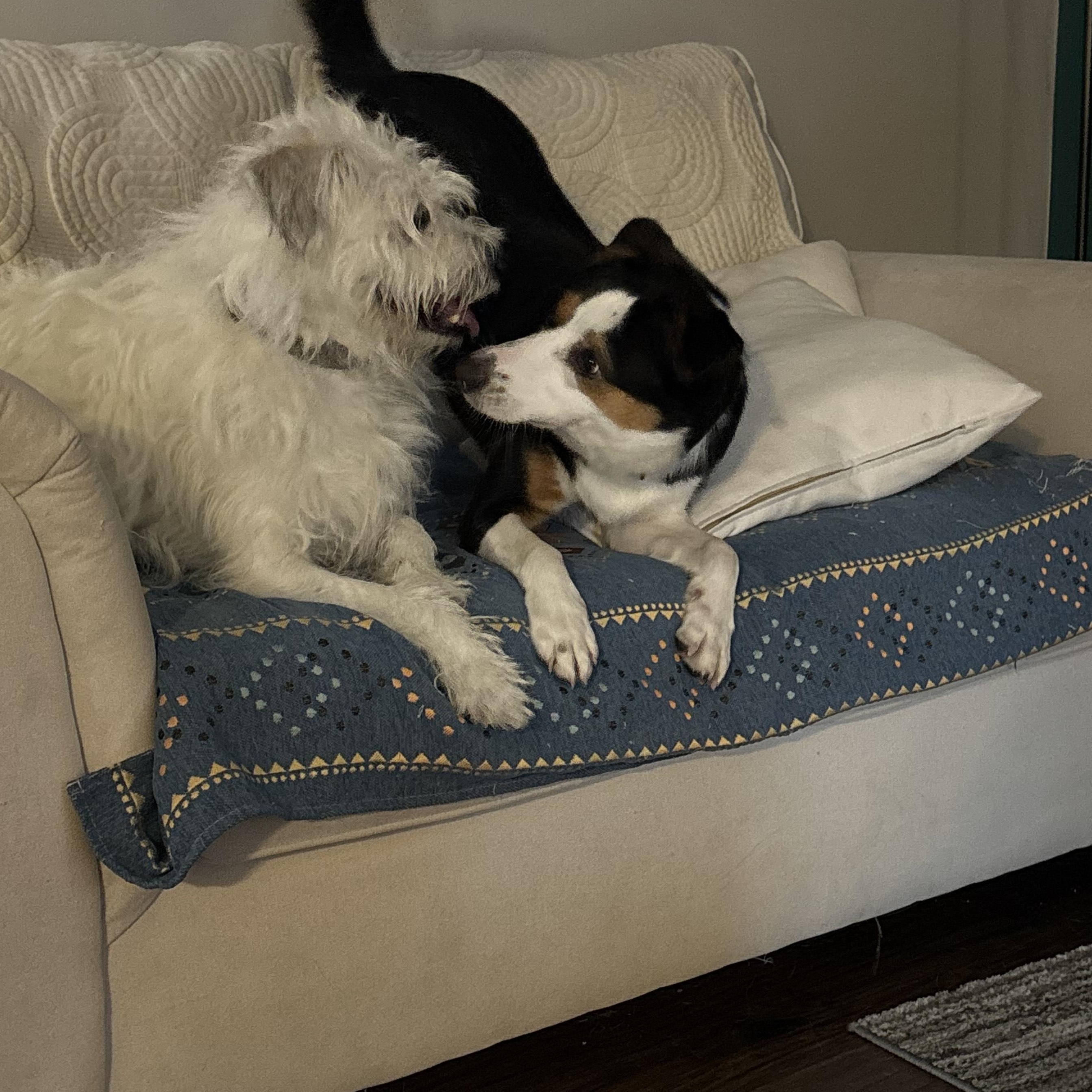 Enlarge Benny, a ADOPTABLE mixed breed in Olympia, WA image 3/5