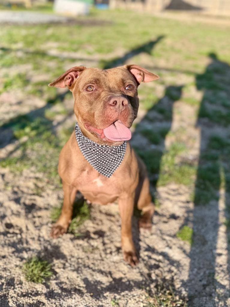 Ella, Adoptable, Young Female Mixed Breed.