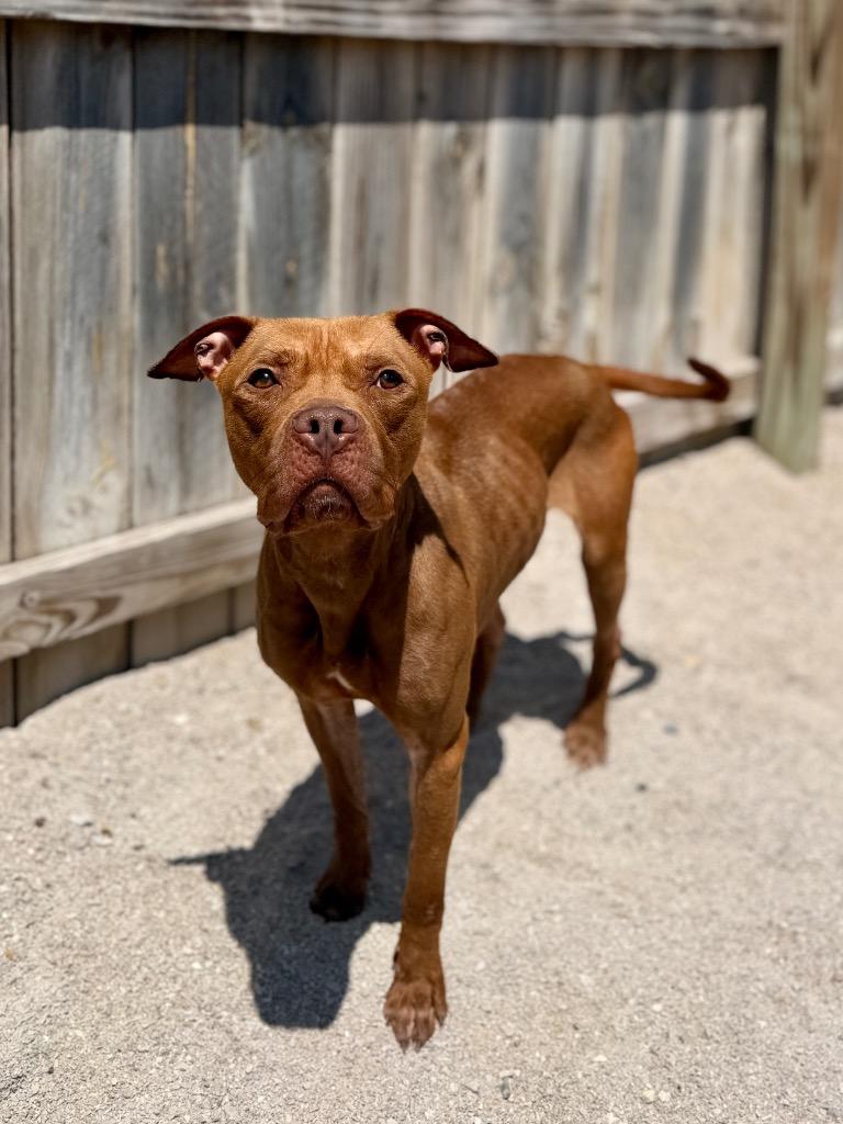 Ella, Adoptable, Young Female Mixed Breed.