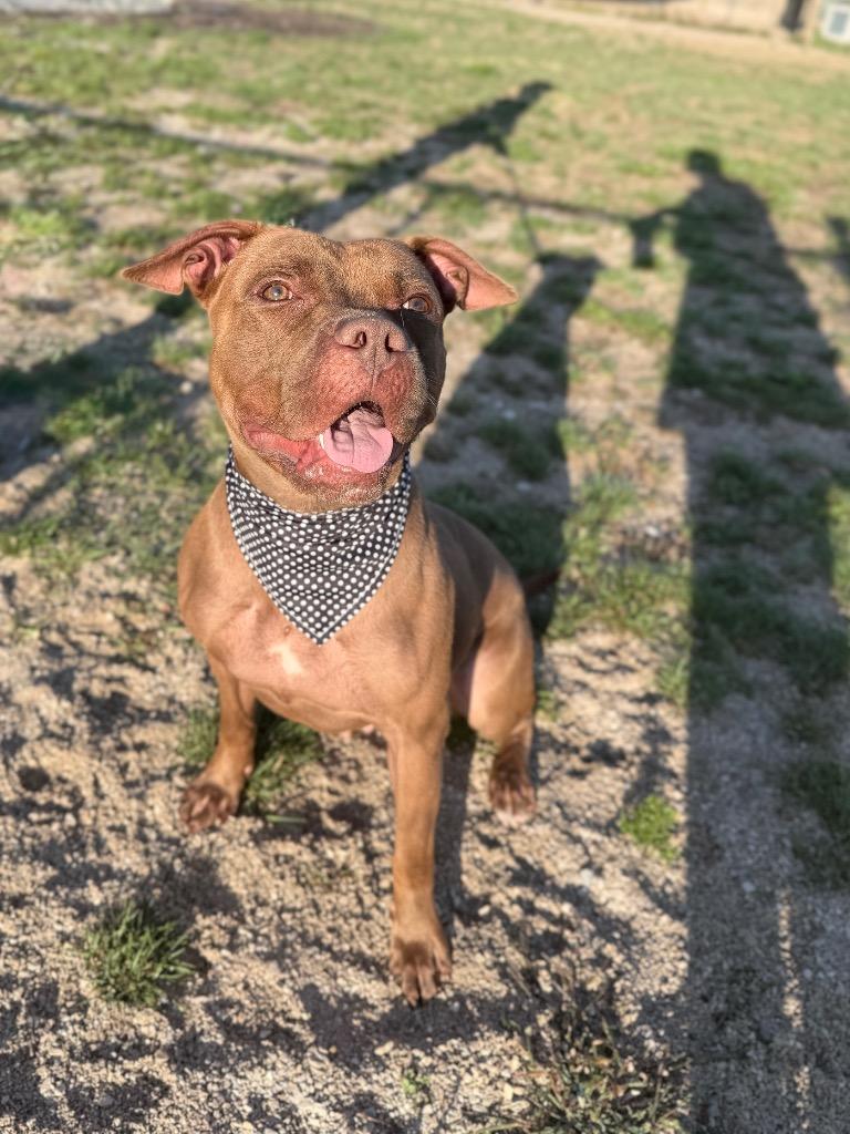 Enlarge Ella, a Adoptable Mixed Breed in Muskegon, MI image 2/2