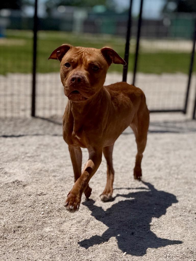 Ella, a Adoptable Mixed Breed in Muskegon, MI image 2/3
