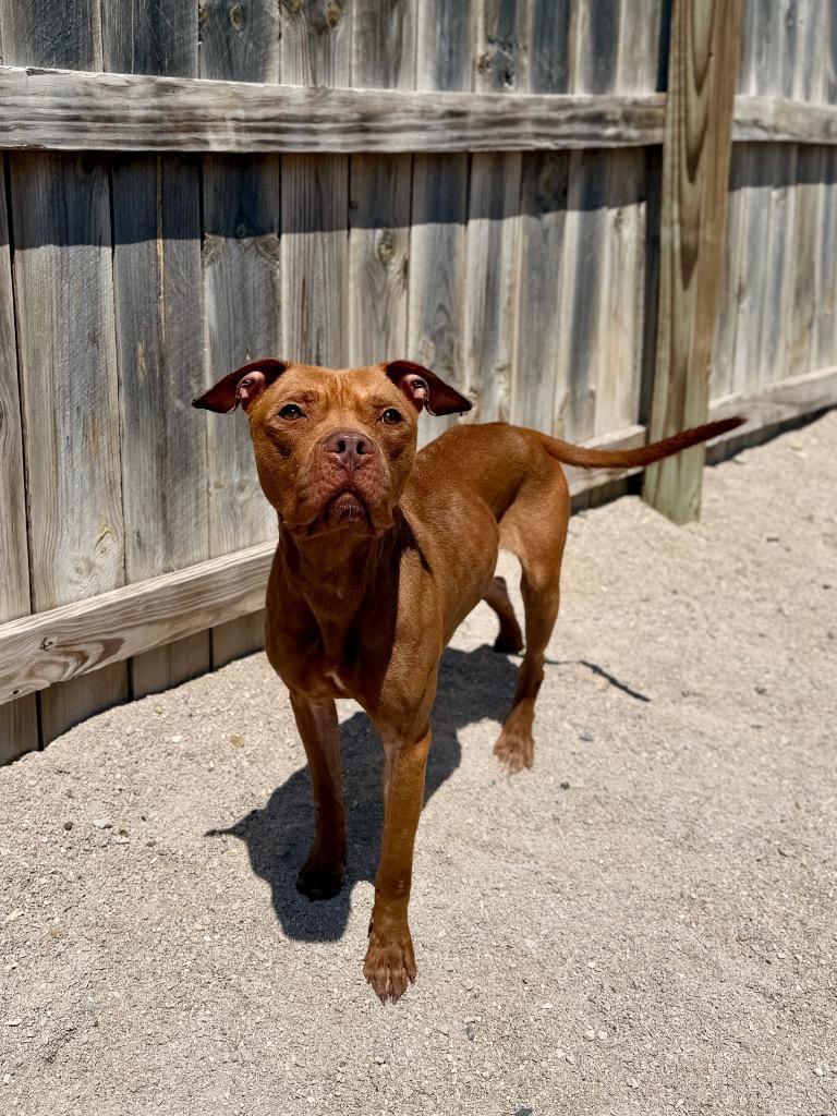 Ella, a Adoptable Mixed Breed in Muskegon, MI image 3/3