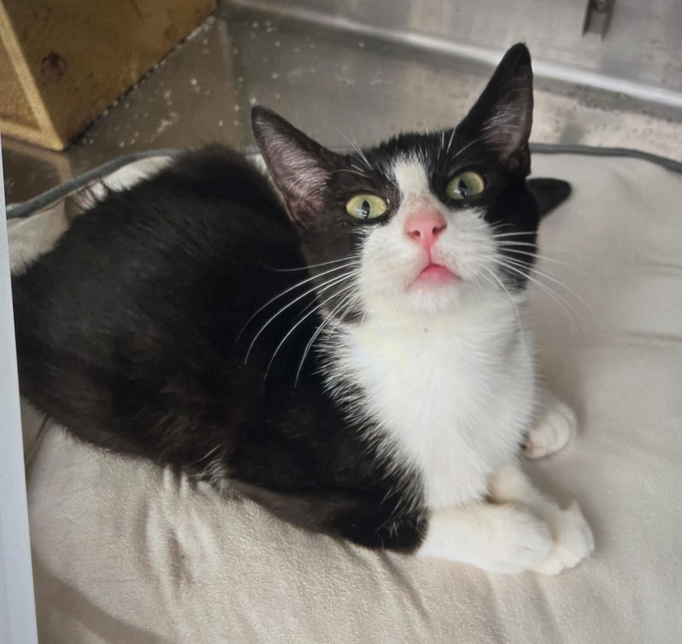 Enlarge Sumaira WA14018-T, a Adoptable mixed breed in Bellevue, WA image 1/5