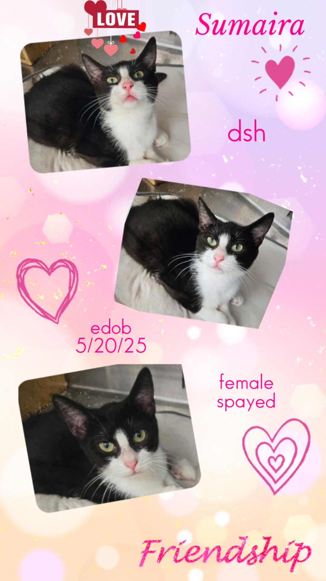 Enlarge Sumaira WA14018-T, a Adoptable mixed breed in Bellevue, WA image 4/5