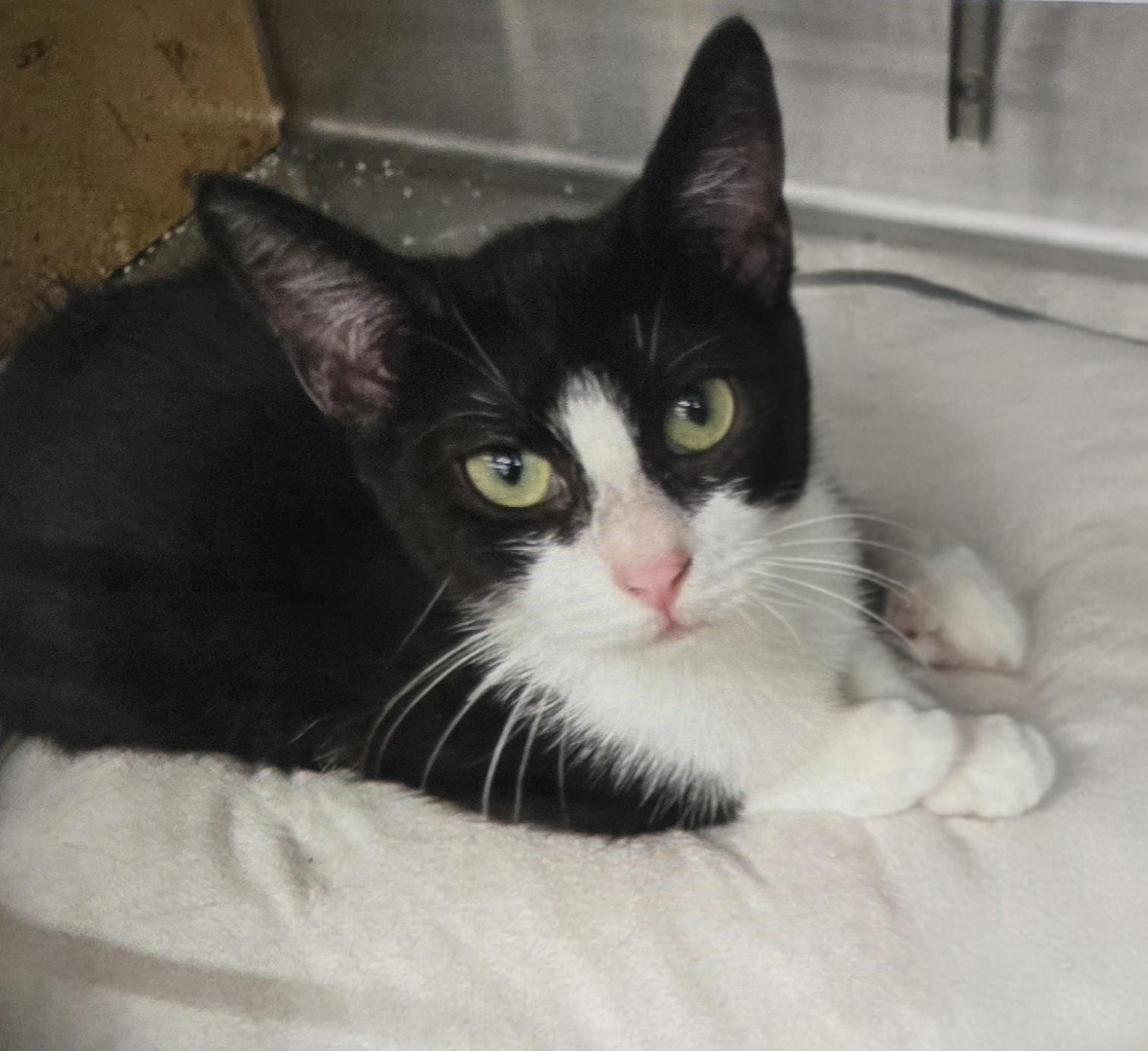 Enlarge Sumaira WA14018-T, a Adoptable mixed breed in Bellevue, WA image 3/5