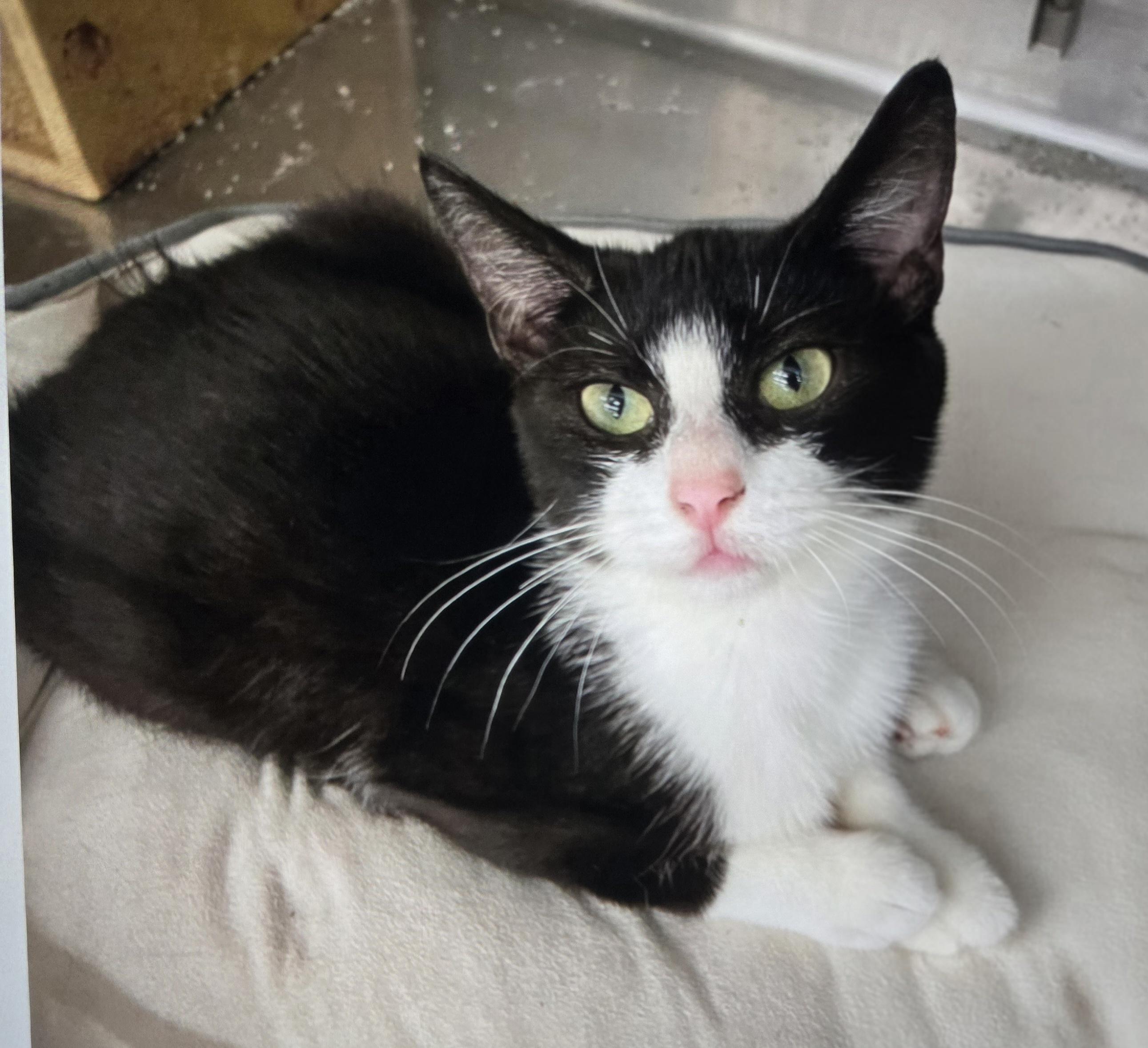 Enlarge Sumaira WA14018-T, a Adoptable mixed breed in Bellevue, WA image 5/5