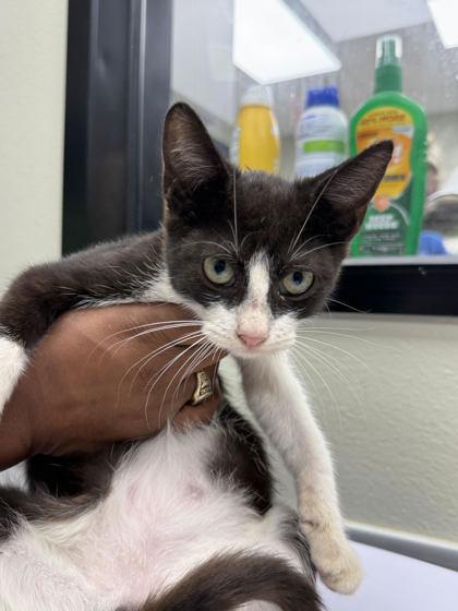 Enlarge Sumaira WA14018-T, a Adoptable mixed breed in Bellevue, WA image 2/5