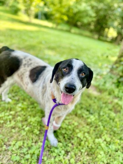 Enlarge Maggie, a Adoptable mixed breed in Morton Grove, IL image 1/1