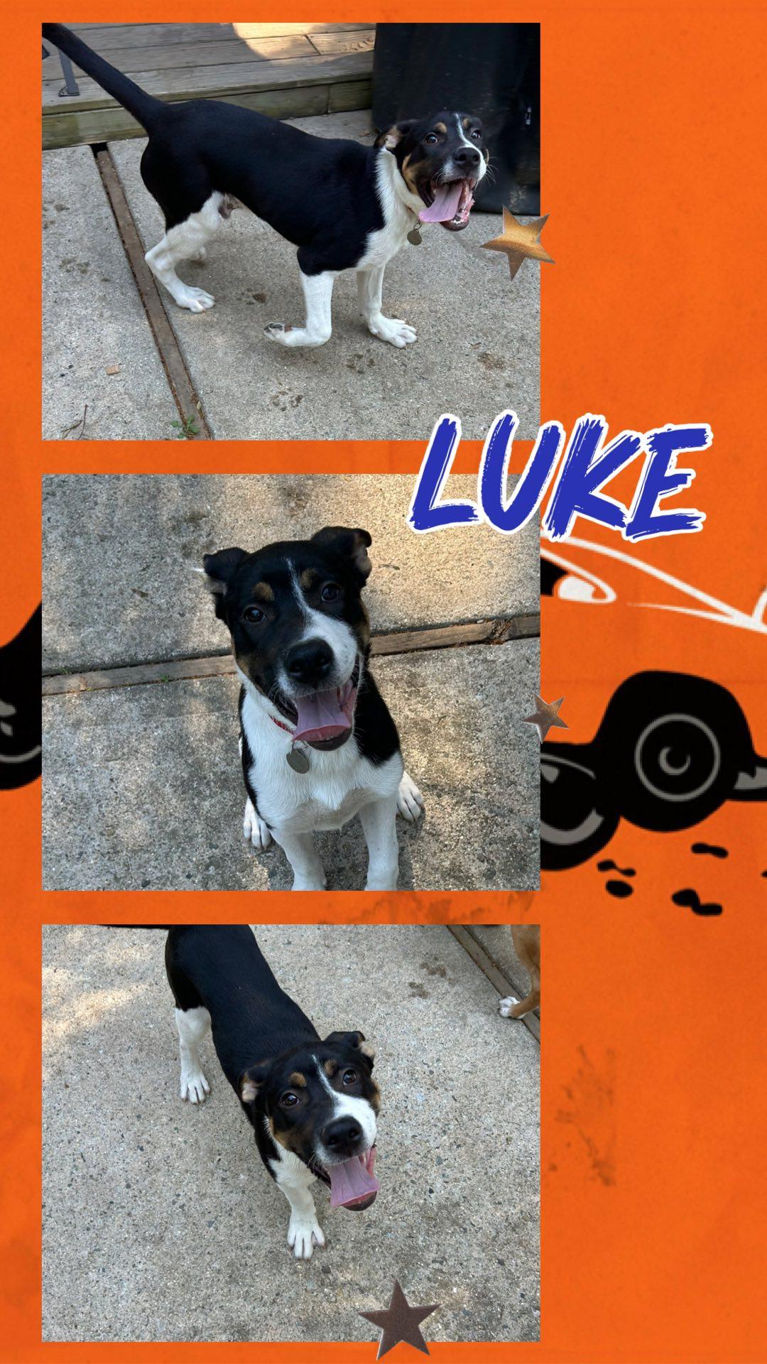 Enlarge Luke, a Adoptable mixed breed in Waldwick, NJ image 2/2
