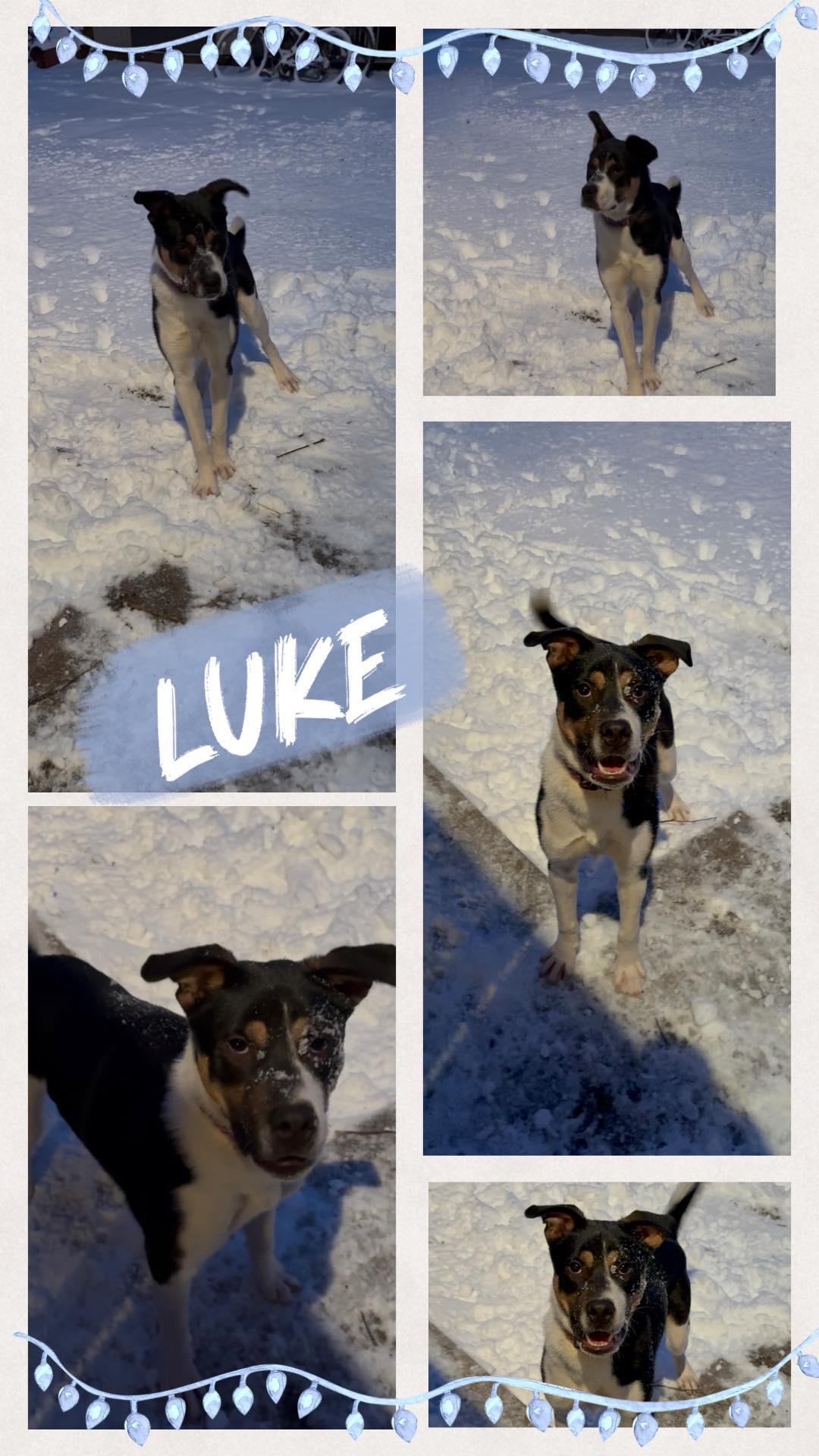 Luke, Adoptable, Young Male Catahoula Leopard Dog & Black Mouth Cur.