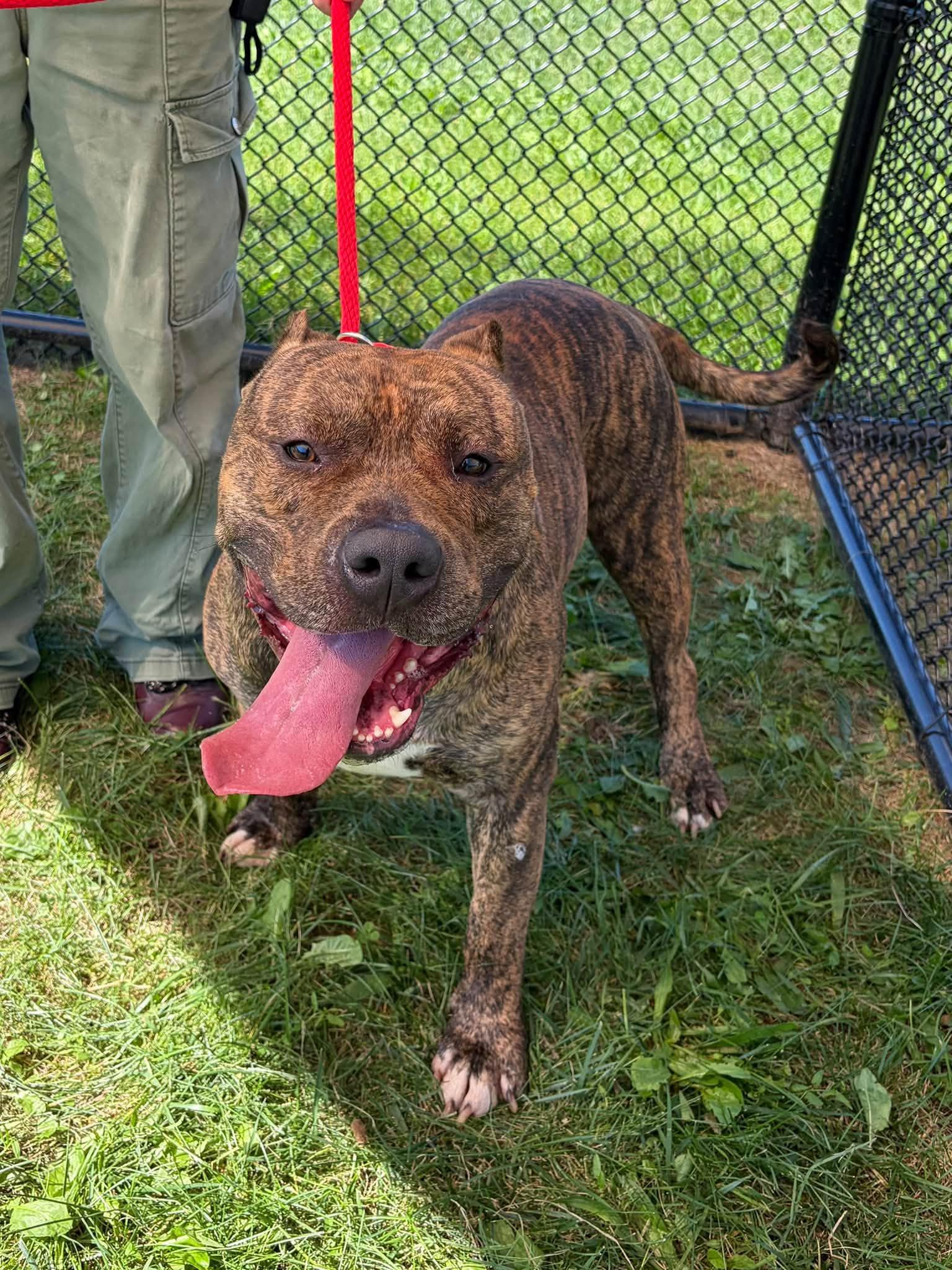 Enlarge Zeus, a Adopted mixed breed in Winchester, VA image 3/4