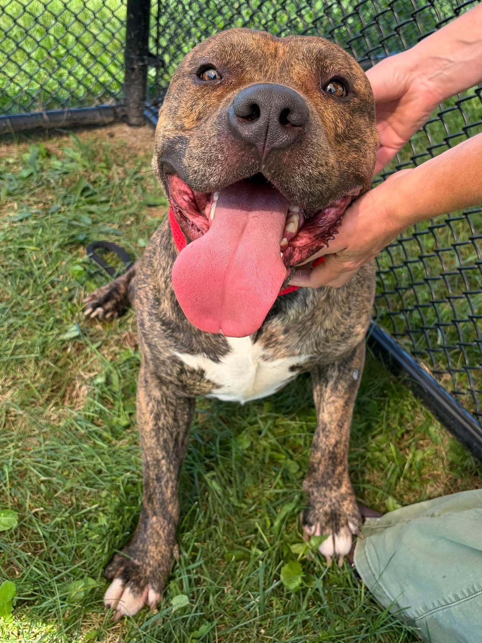 Zeus, Adopted, Adult Male Pit Bull Terrier & American Bully.