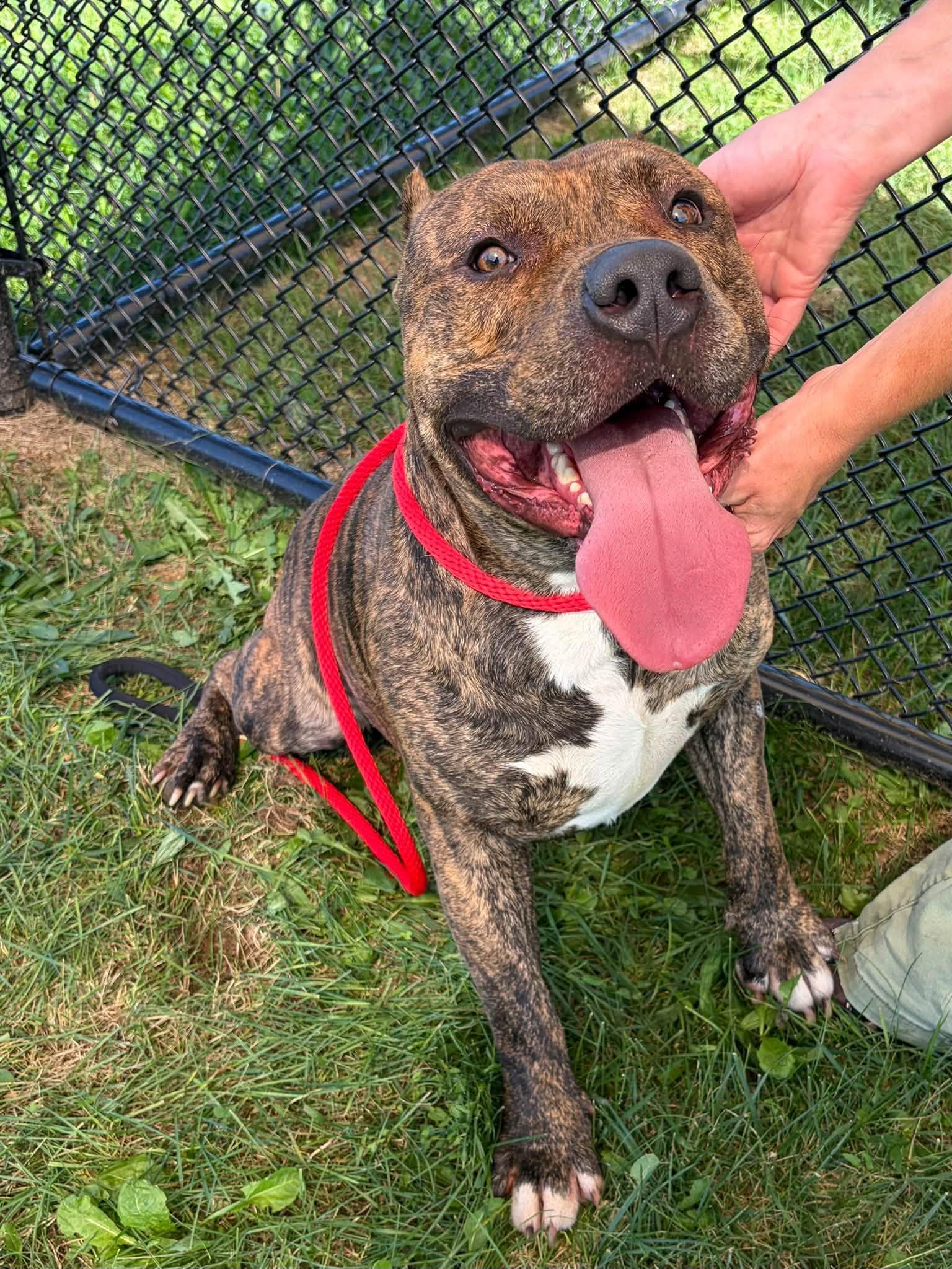 Enlarge Zeus, a Adopted mixed breed in Winchester, VA image 4/4