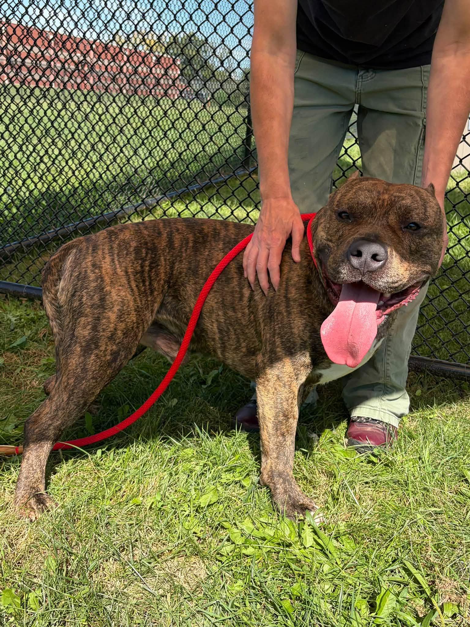 Enlarge Zeus, a Adopted mixed breed in Winchester, VA image 2/4