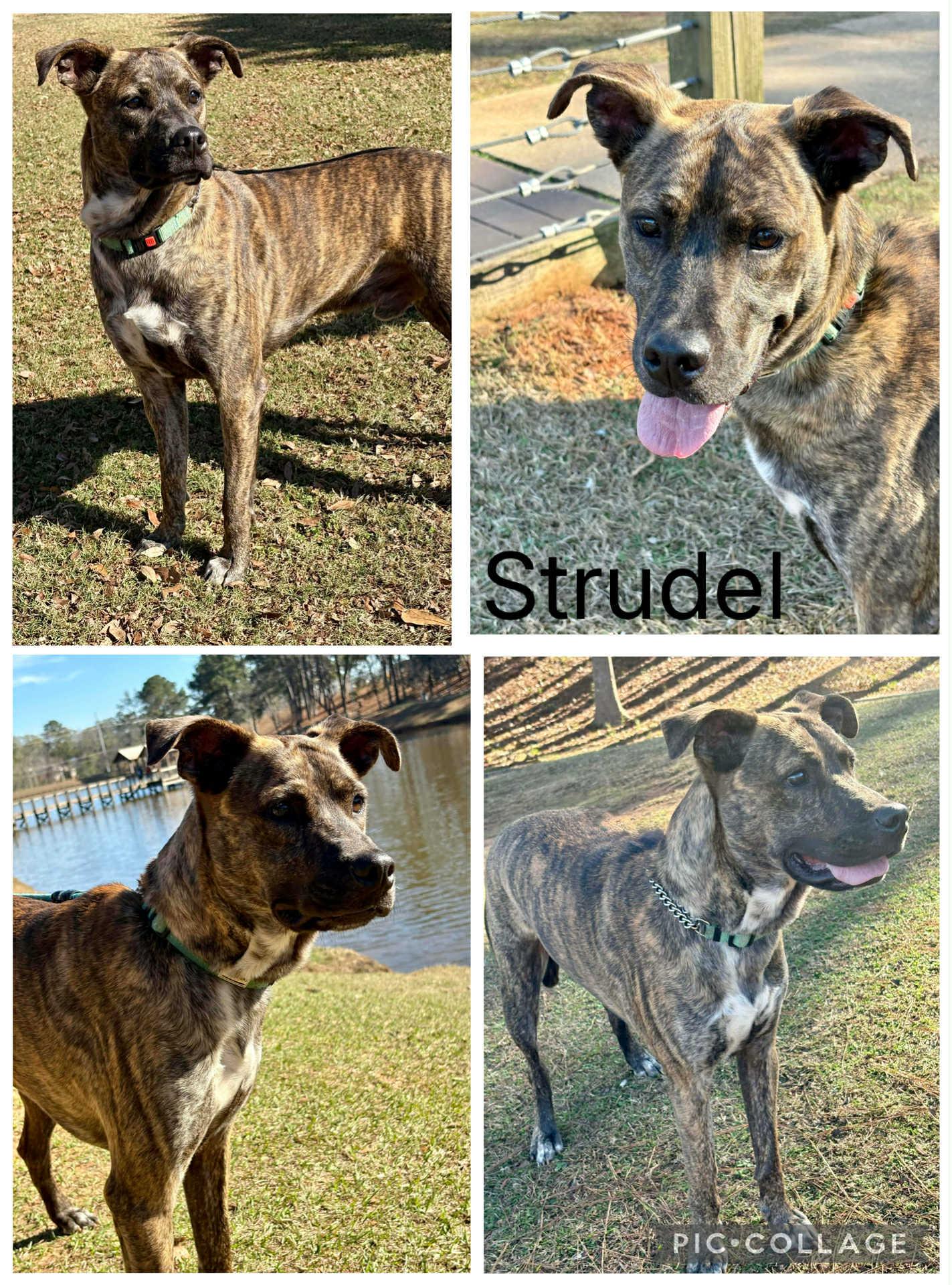 Strudel, ADOPTABLE, Young Male Black Mouth Cur.
