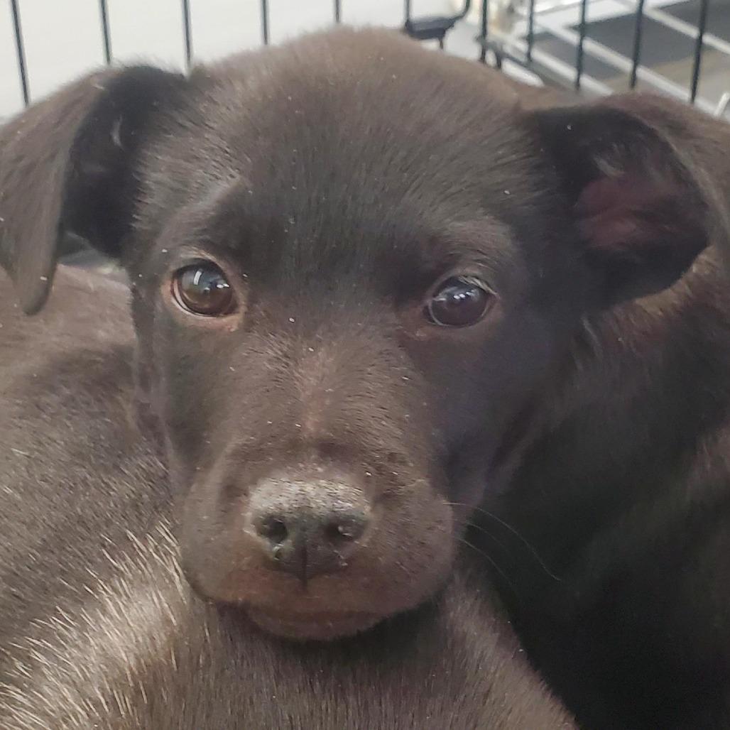 Lucky(The Gamblers), Adoptable, Puppy Male Mixed Breed.