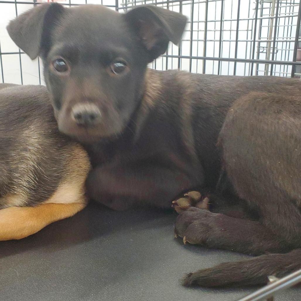 Enlarge Lucky(The Gamblers), a Adoptable Mixed Breed in Lenoir, NC image 2/3
