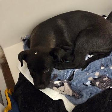 Enlarge Lucky(The Gamblers), a Adoptable Mixed Breed in Lenoir, NC image 3/3