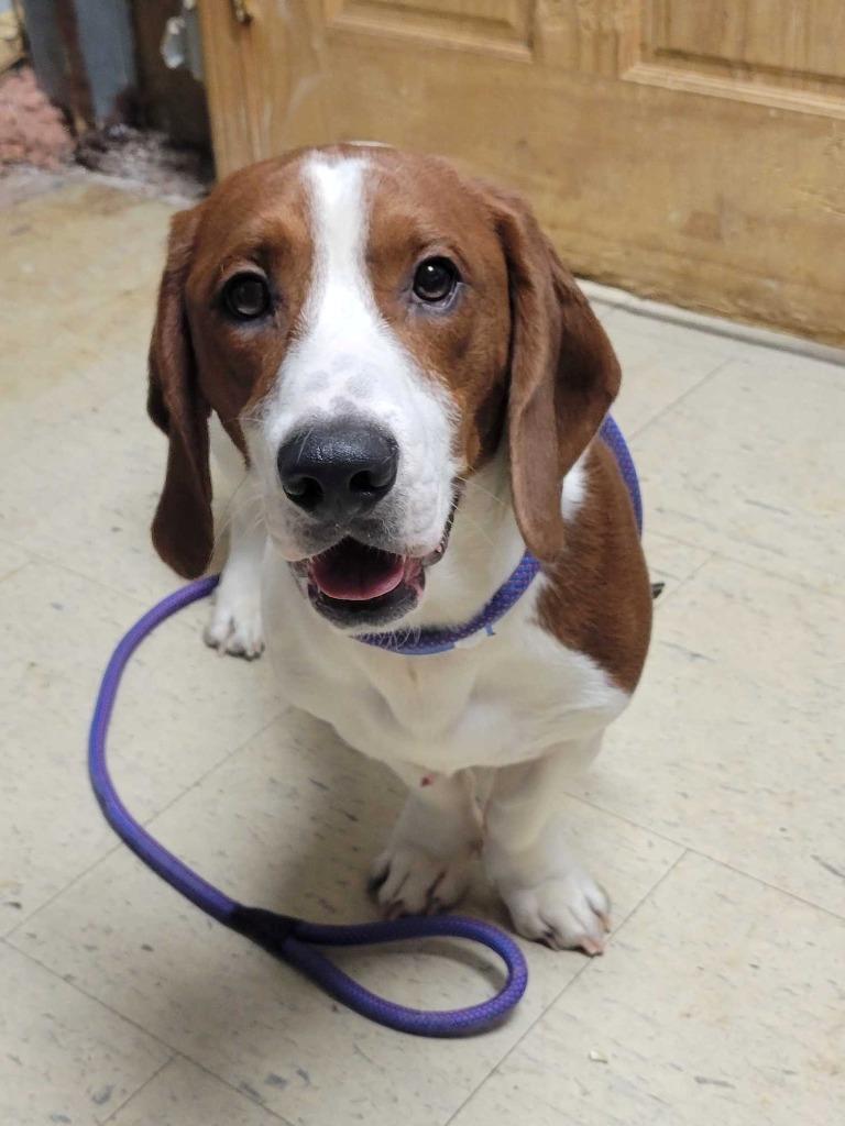 Russet Potato, Adopted, Young Male Beagle & Basset Hound.