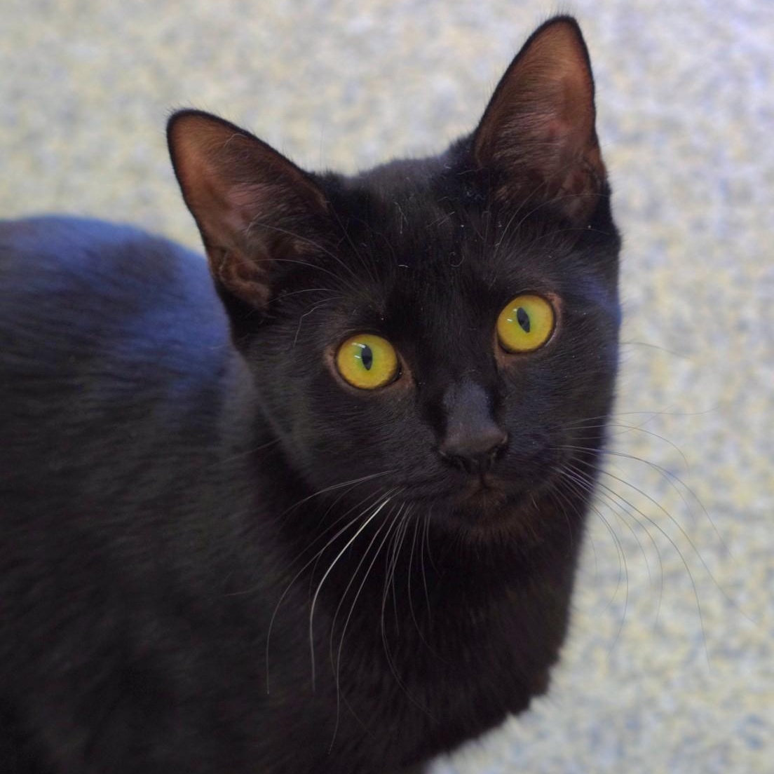 Zazu, a Adoptable Domestic Short Hair in Sautee Nacoochee, GA image 1/3