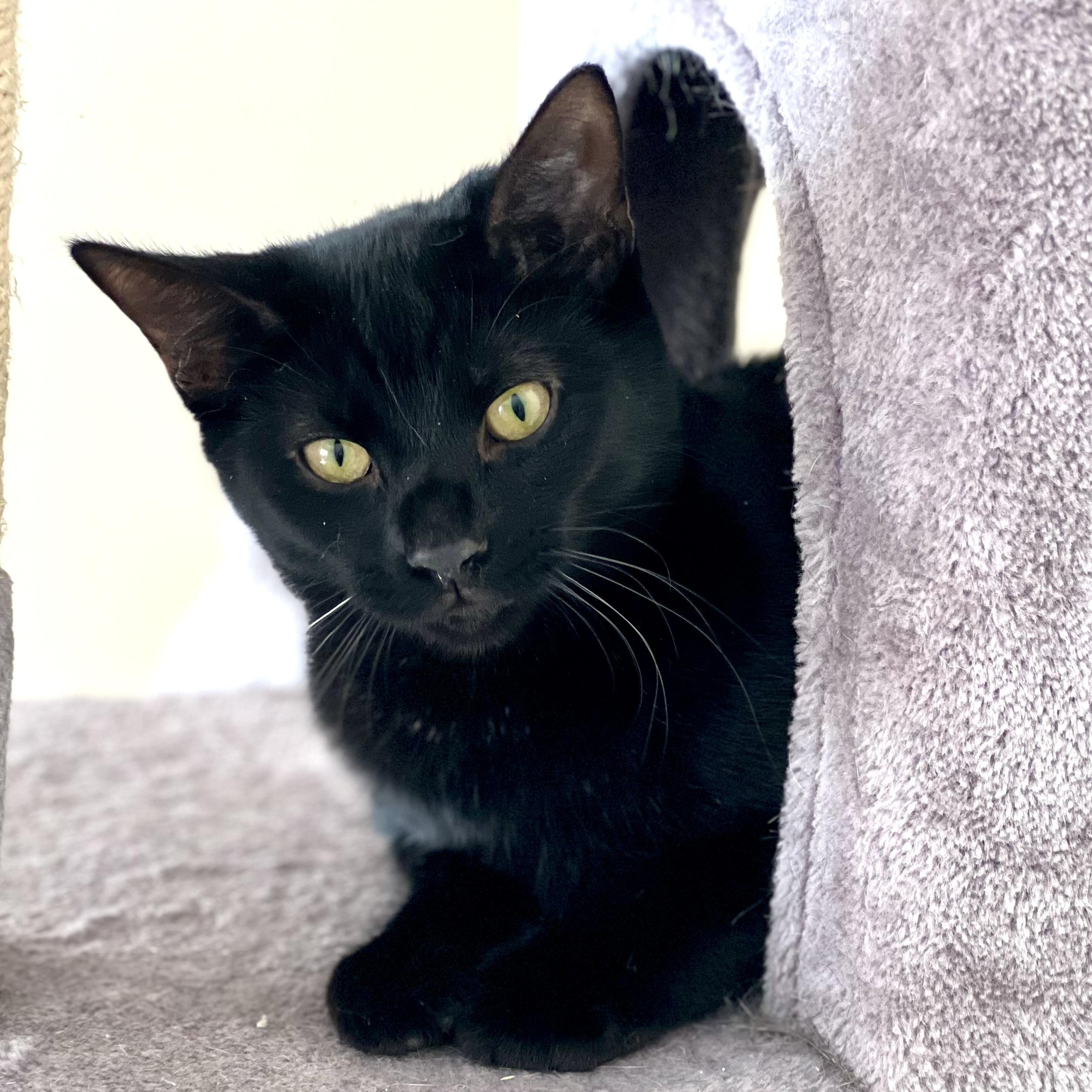 Zazu, a Adoptable Domestic Short Hair in Sautee Nacoochee, GA image 2/3