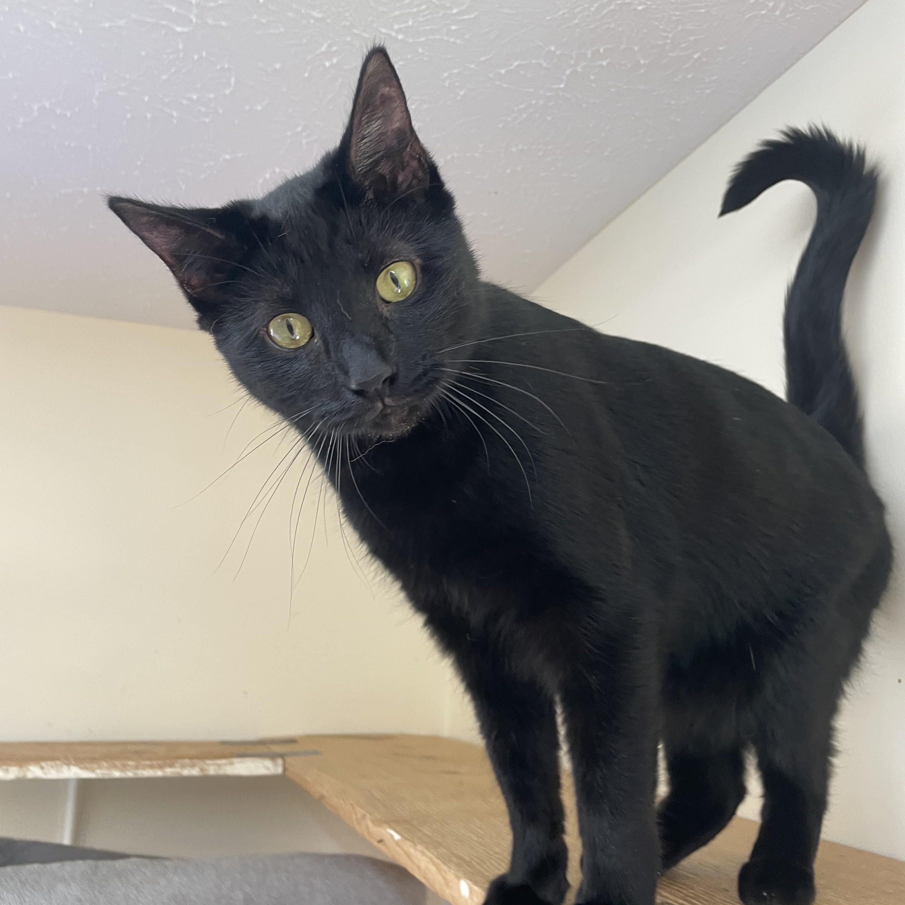 Enlarge Gus, a Adoptable Domestic Short Hair in Sautee Nacoochee, GA image 1/4
