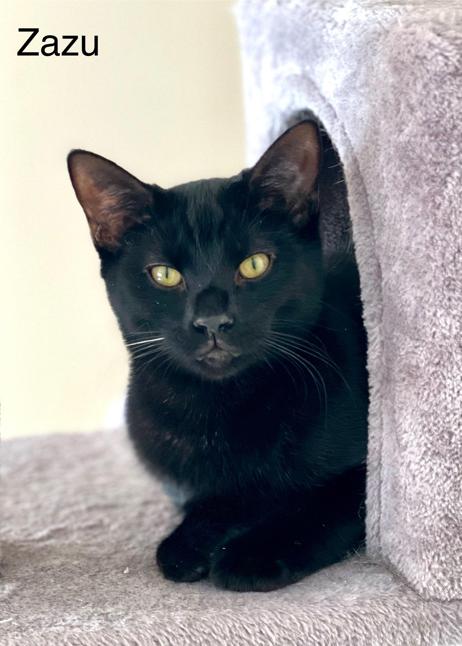 Zazu, a Adoptable Domestic Short Hair in Sautee Nacoochee, GA image 3/3