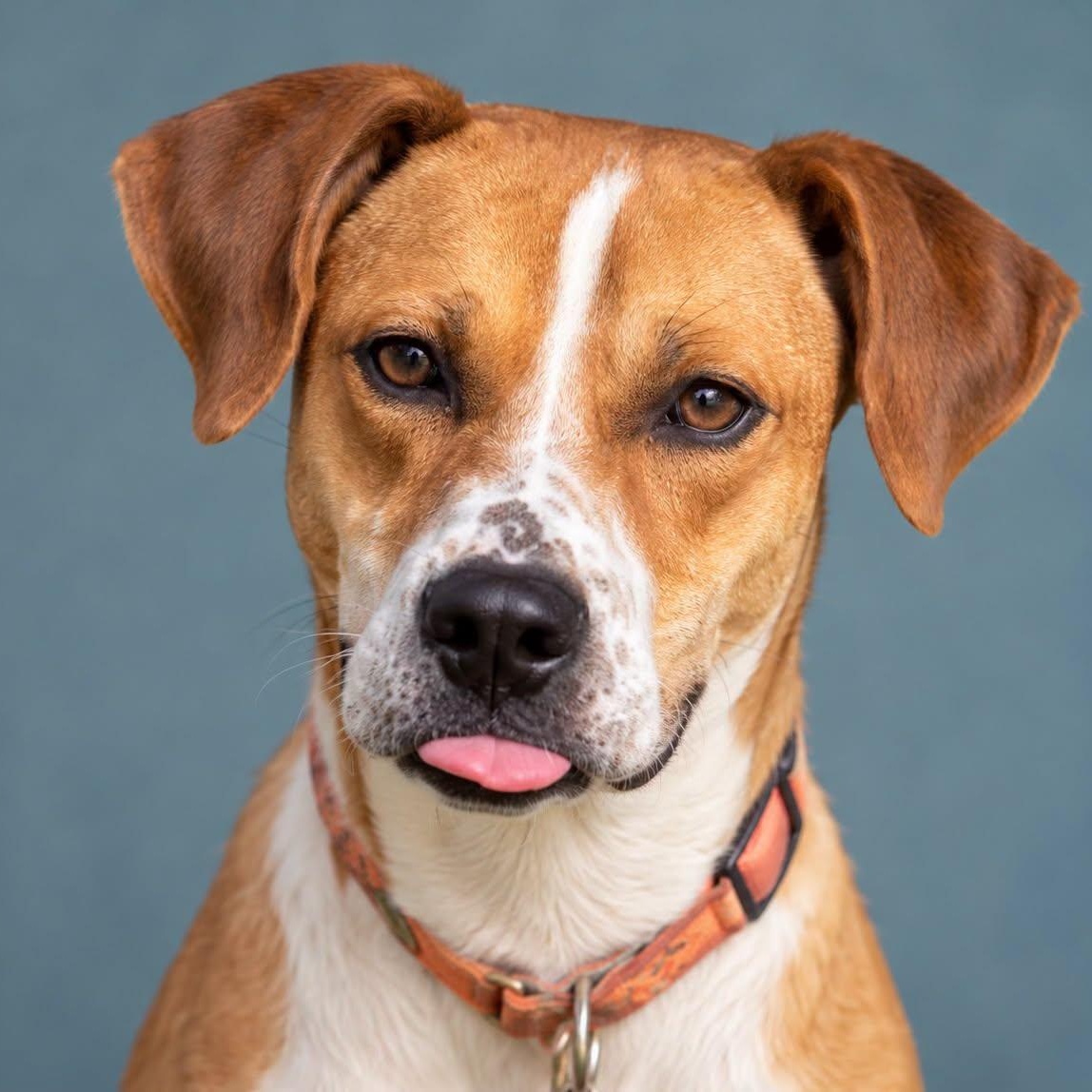 AIDAN, Adoptable, Adult Male Rat Terrier.
