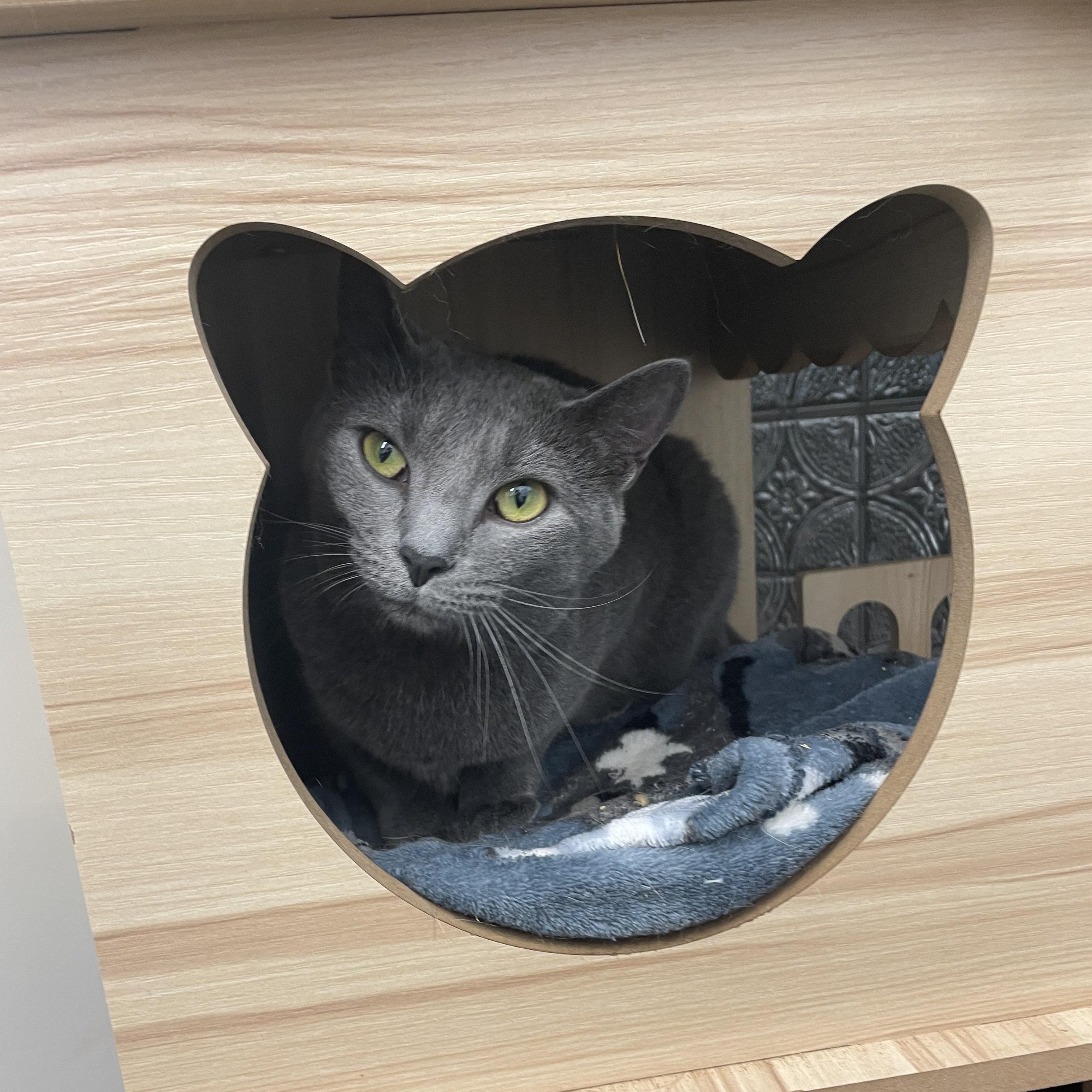 Enlarge Helena, a Adoptable Domestic Short Hair in McKenzie, TN image 2/4