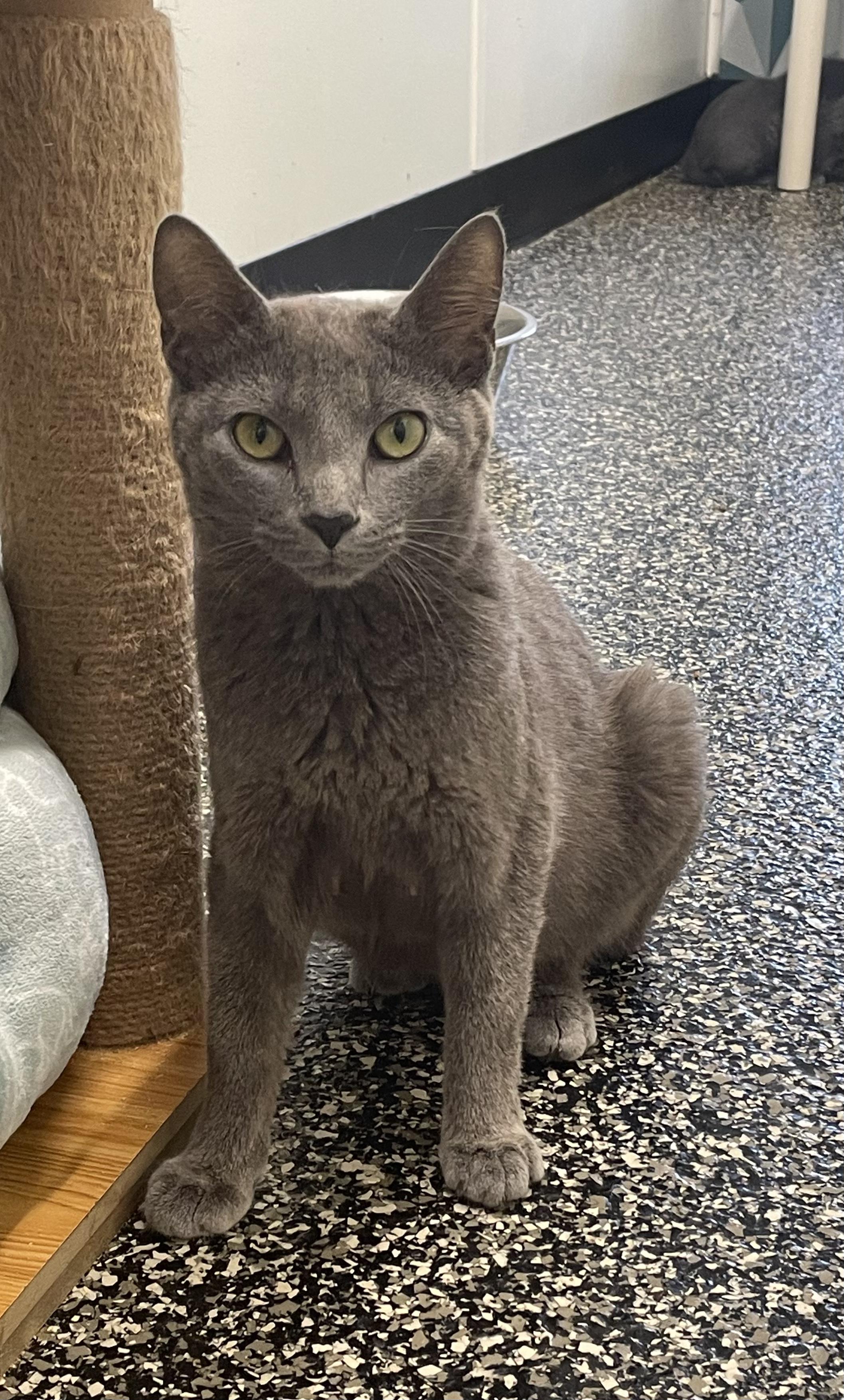 Helena, ADOPTABLE, Adult Female Domestic Short Hair.