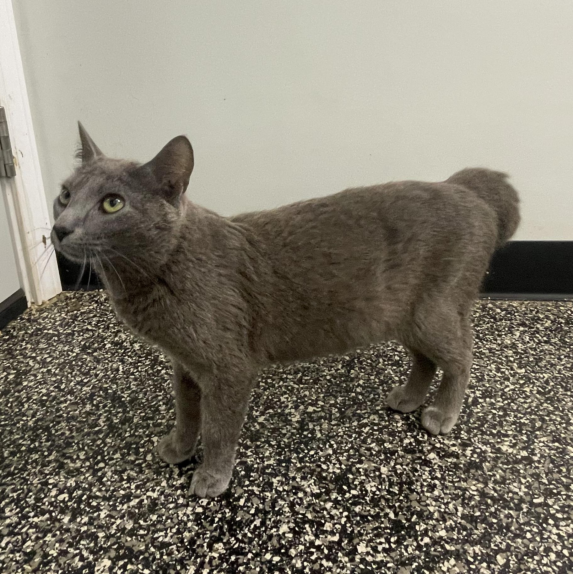Enlarge Helena, a ADOPTABLE Domestic Short Hair in McKenzie, TN image 2/3