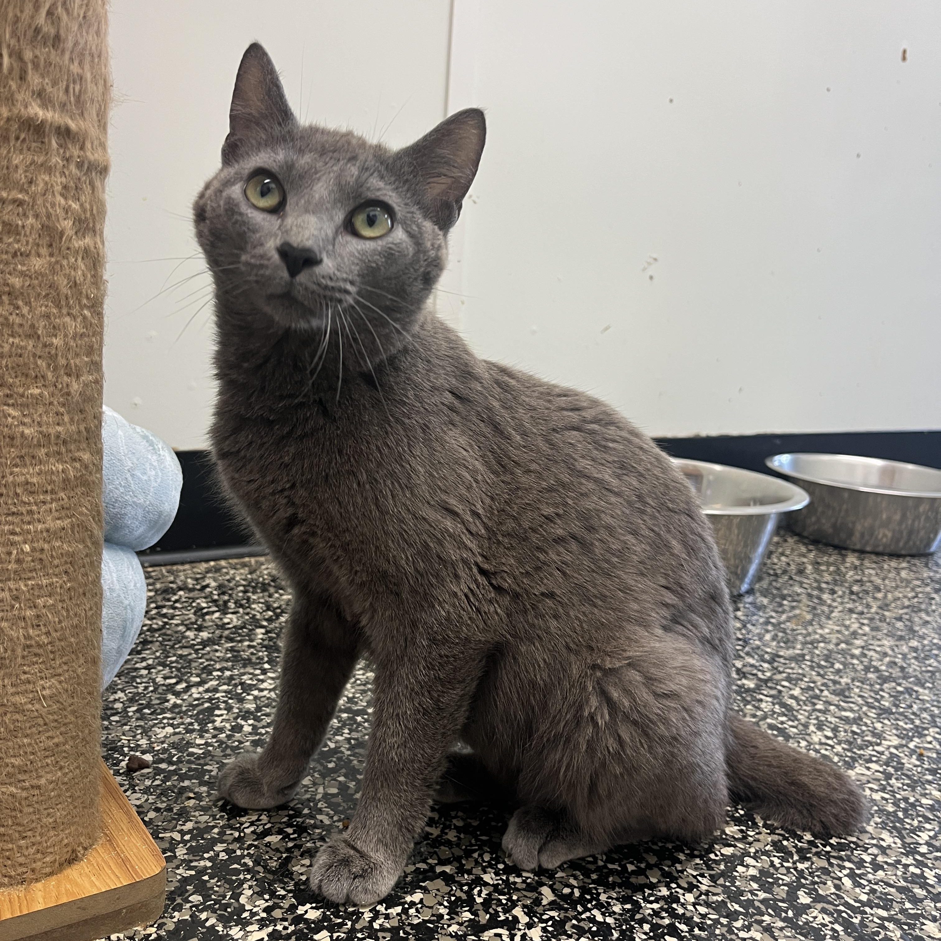 Enlarge Helena, a ADOPTABLE Domestic Short Hair in McKenzie, TN image 3/3