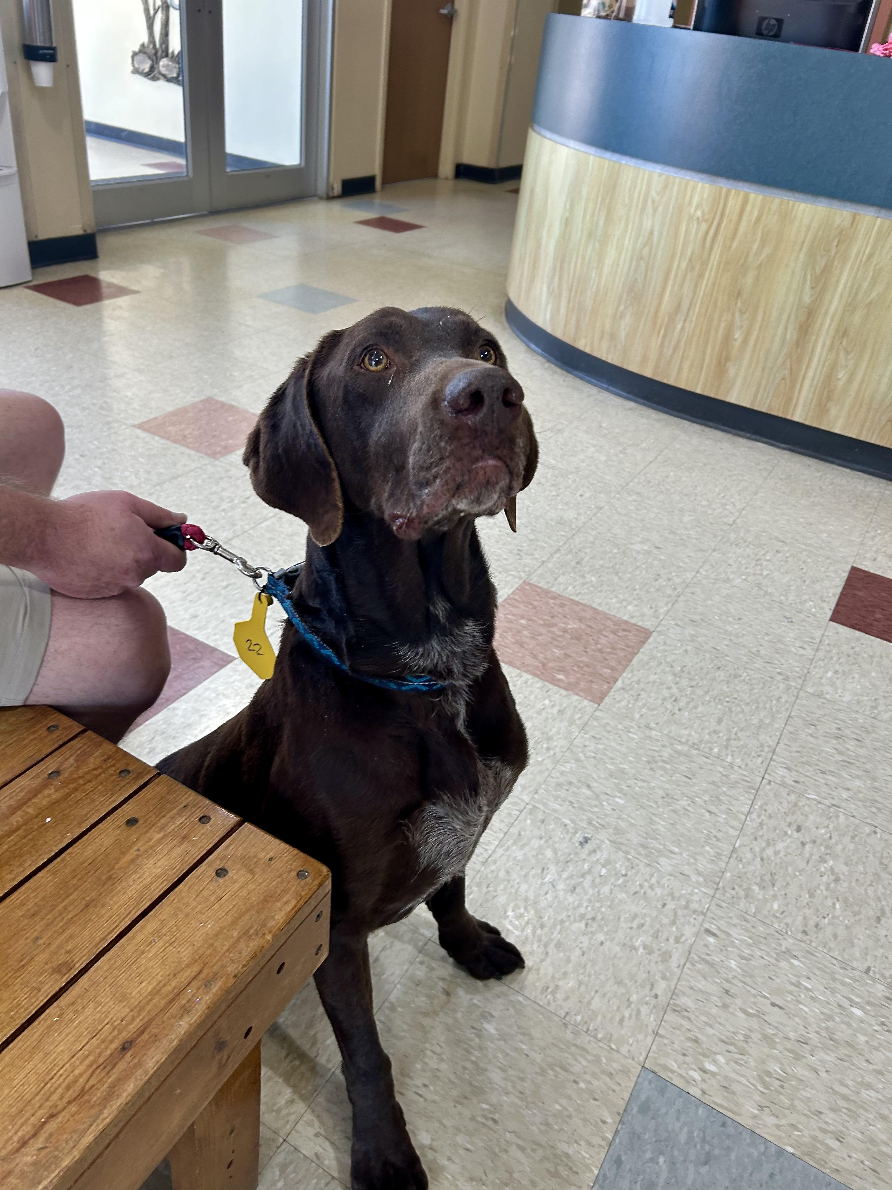 Enlarge Whisky, an adopted Chocolate Labrador Retriever in Jackson, MS image 2/2