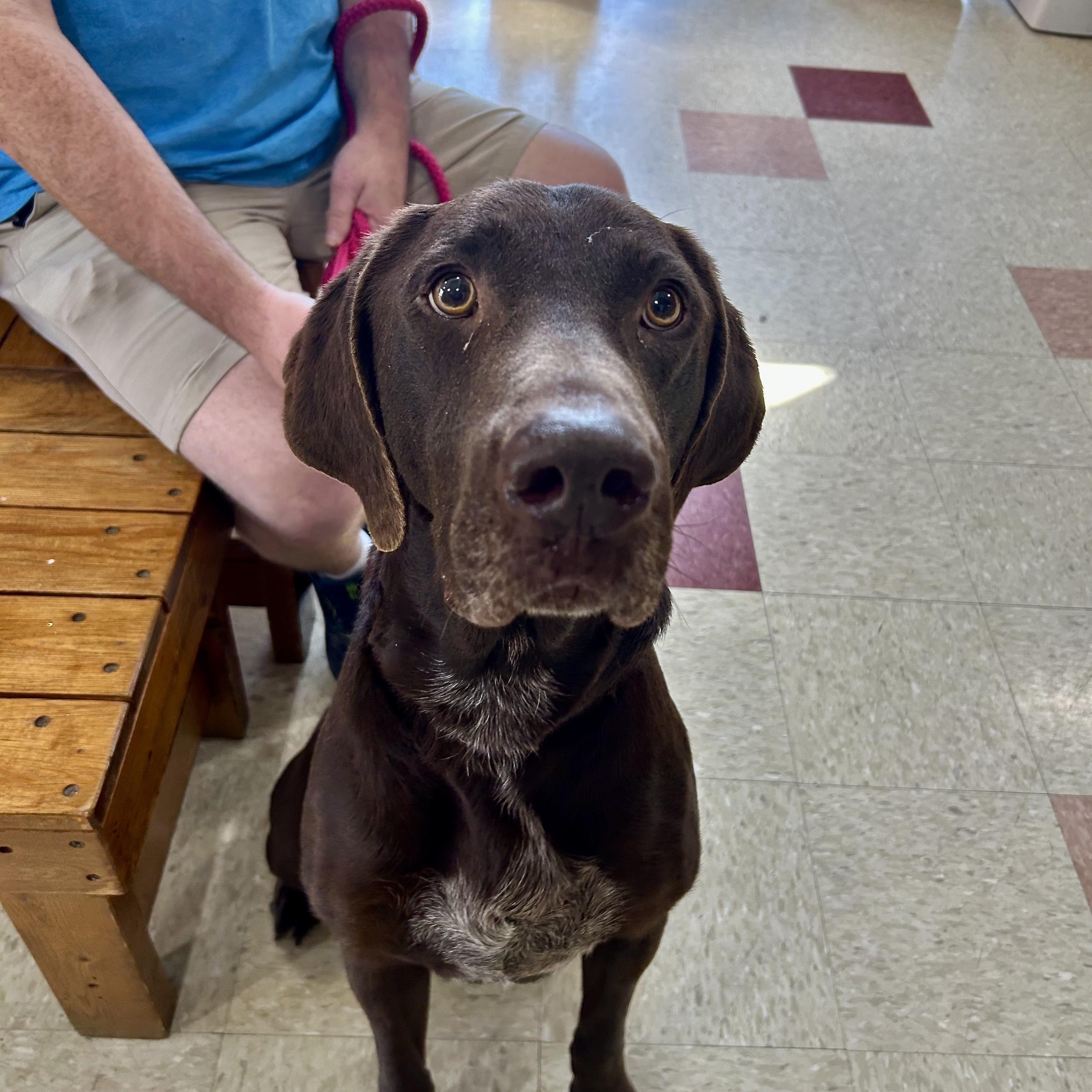 Enlarge Whisky, an adopted Chocolate Labrador Retriever in Jackson, MS image 1/2