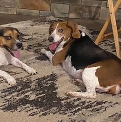 Pippin — thumbnail 2