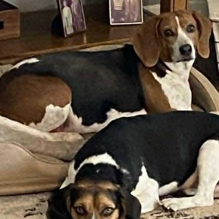 Pippin — thumbnail 3