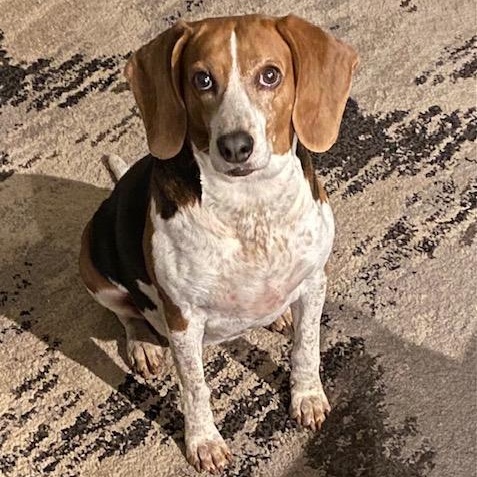 Pippin — thumbnail 5