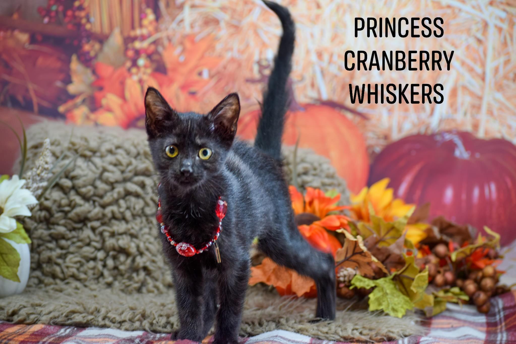 Princess Cranberry Whiskers