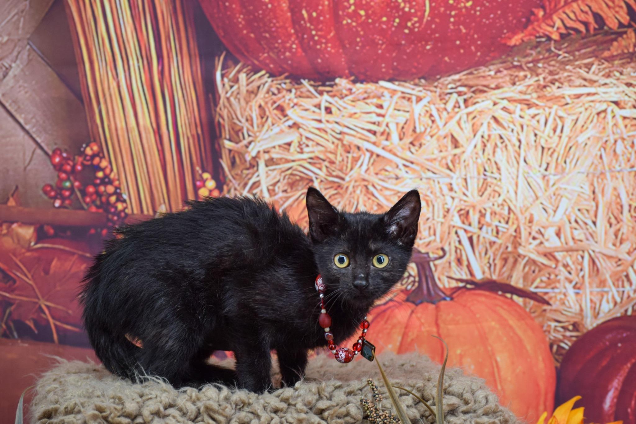 Princess Cranberry Whiskers