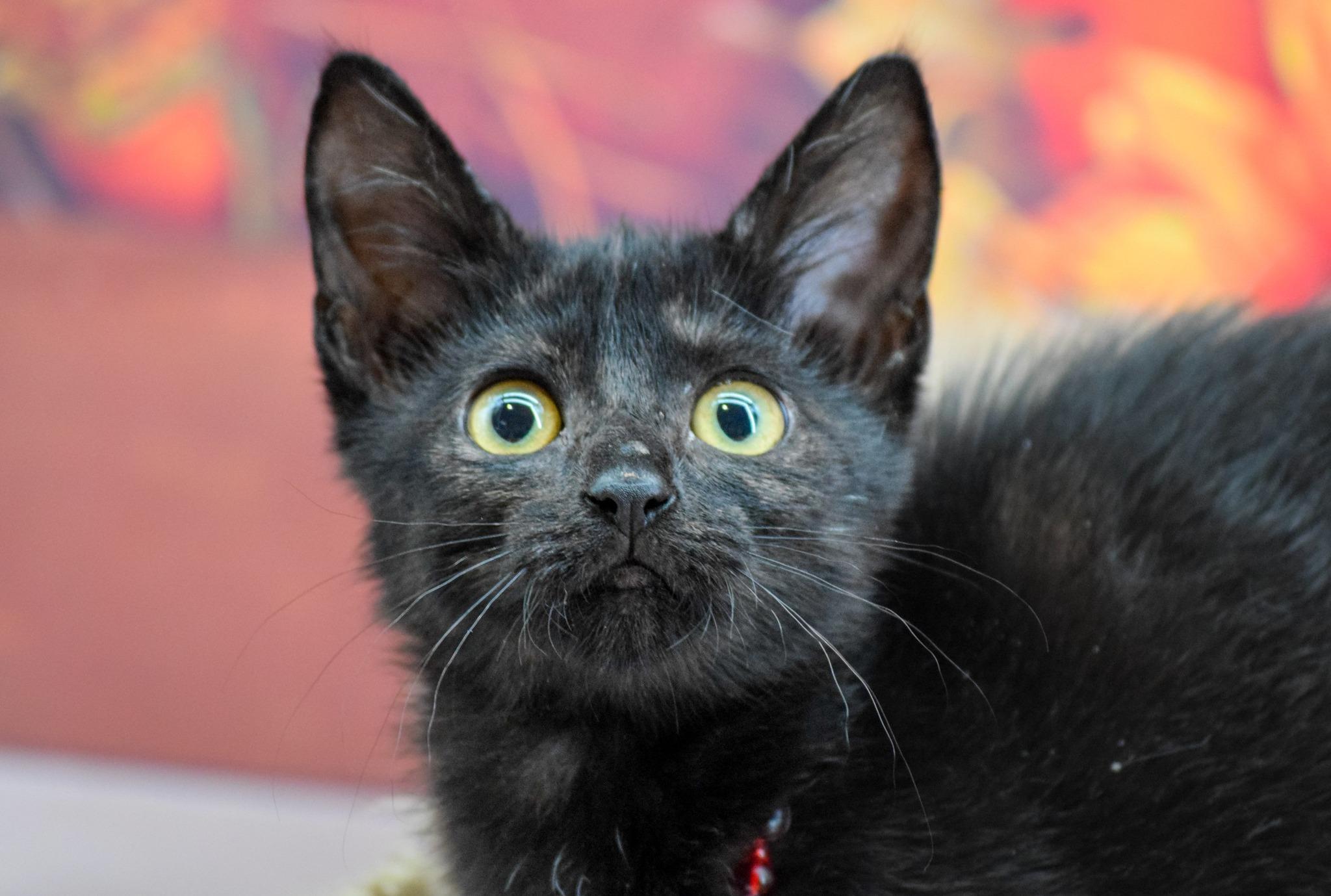 Princess Cranberry Whiskers