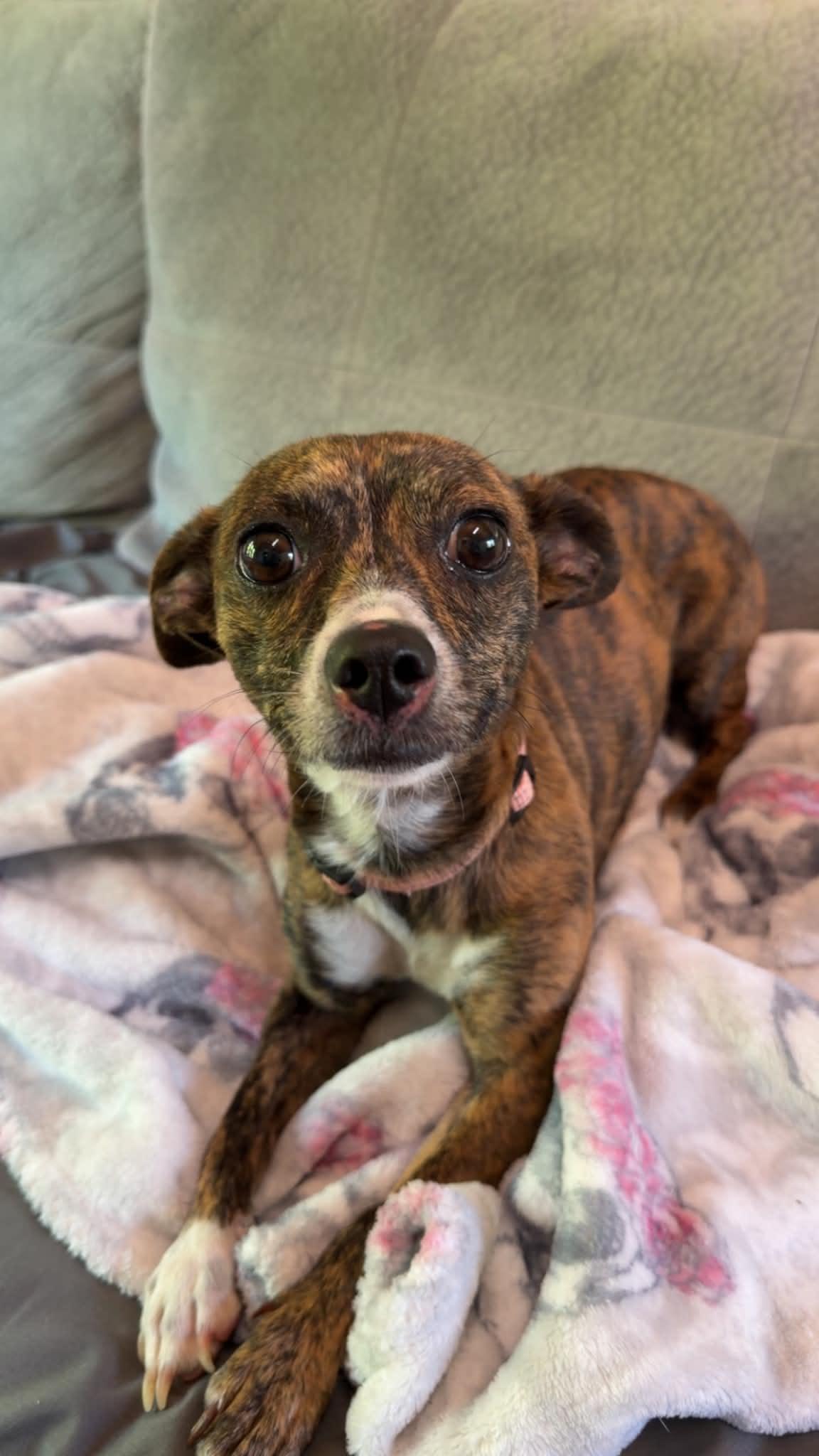 Enlarge Rita, a Adoptable Terrier in Alexandria, KY image 2/3