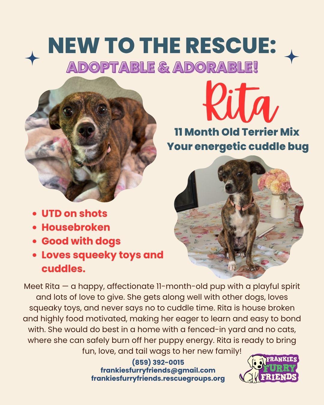 Enlarge Rita, a Adoptable Terrier in Alexandria, KY image 3/3