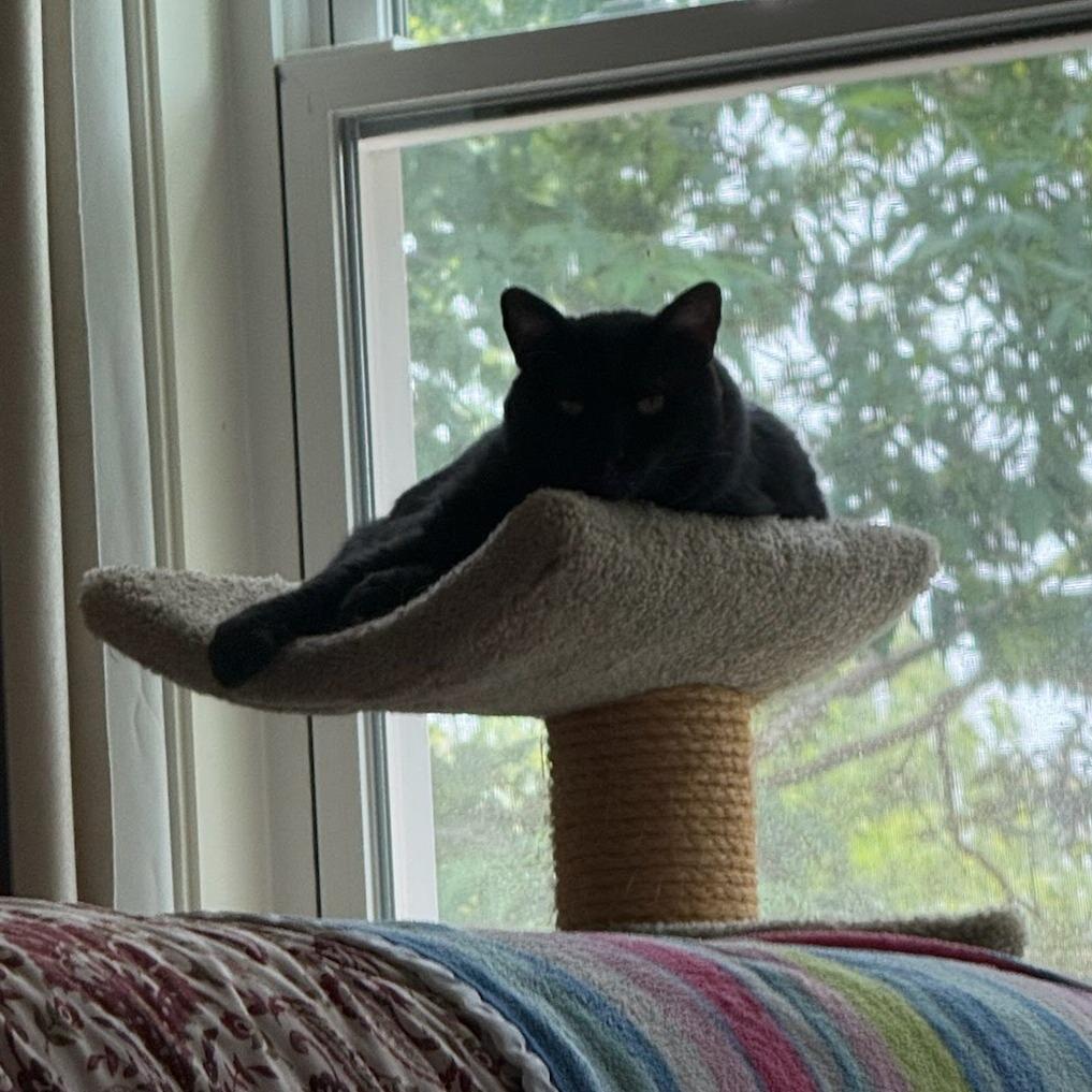 Enlarge Remy, a Adoptable Domestic Short Hair in South Elgin, IL image 1/6