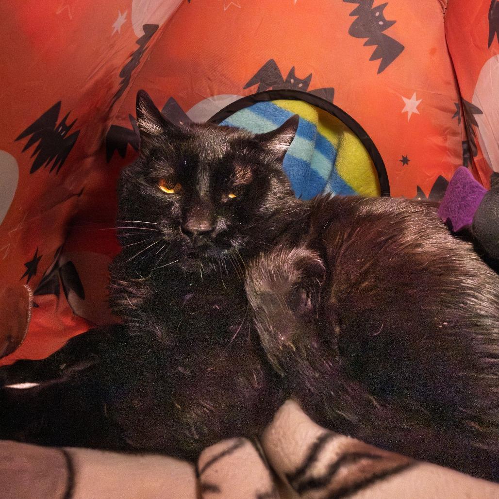 Enlarge Remy, a Adoptable Domestic Short Hair in South Elgin, IL image 3/6