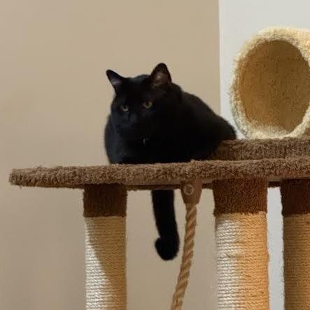 Enlarge Remy, a Adoptable Domestic Short Hair in South Elgin, IL image 4/6